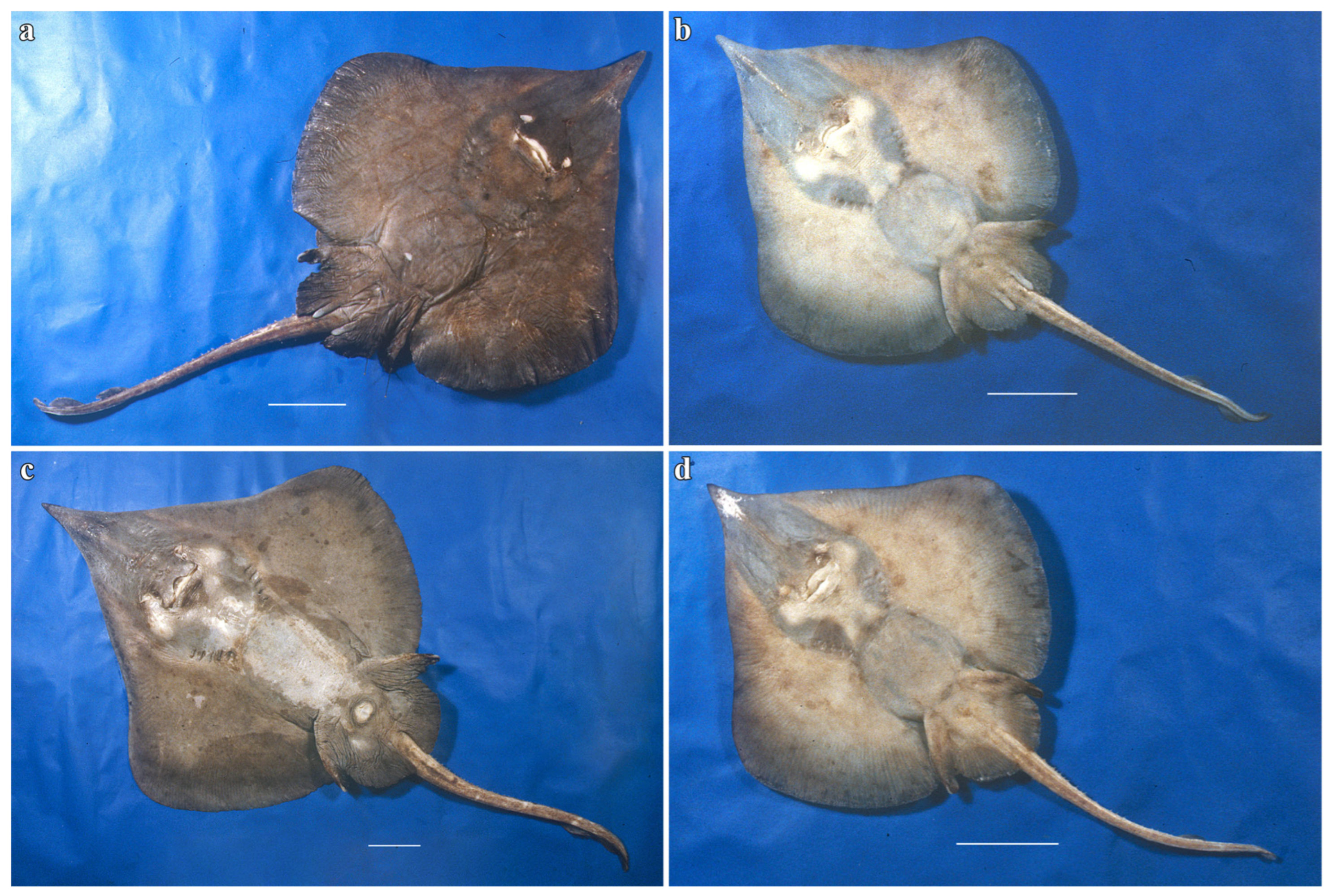 Biology 13 00405 g019