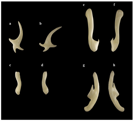 Biology 13 00405 g025