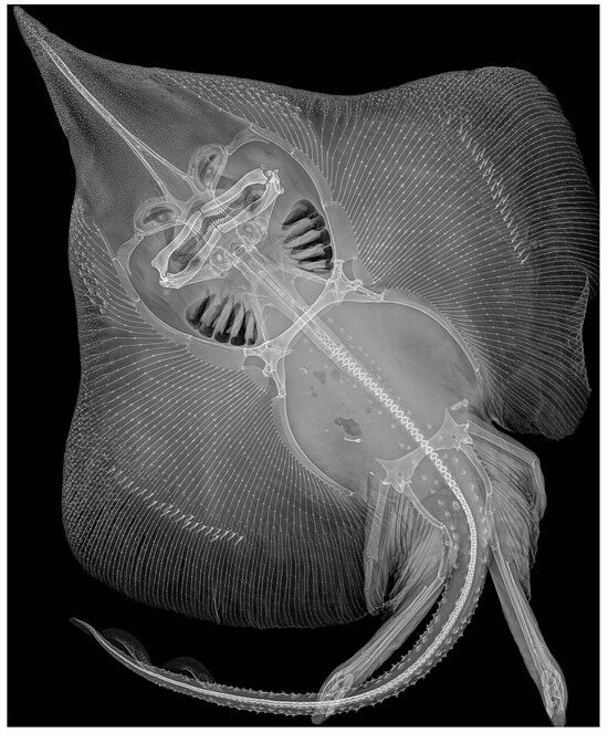 Biology 13 00405 g026