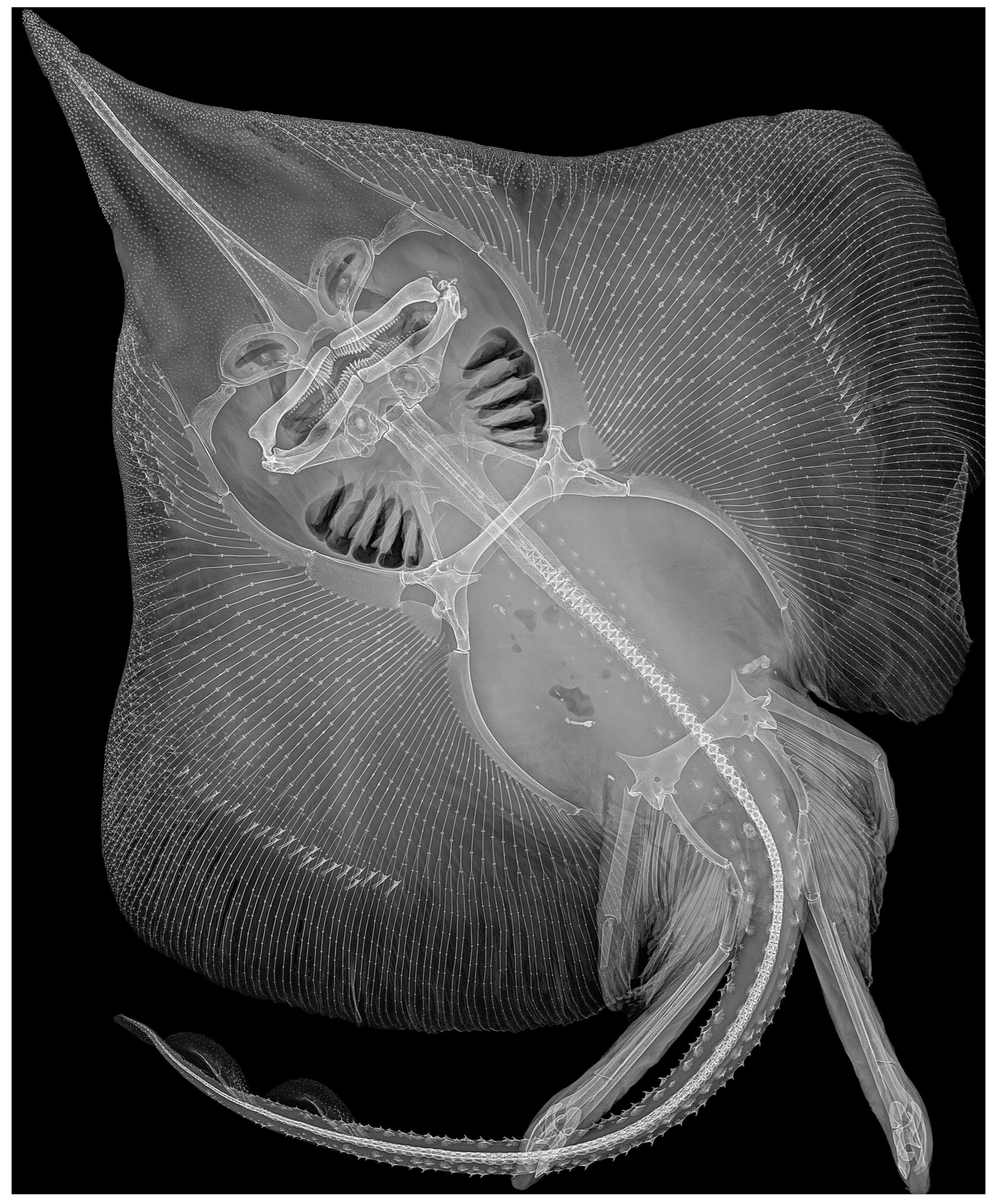 Biology 13 00405 g026