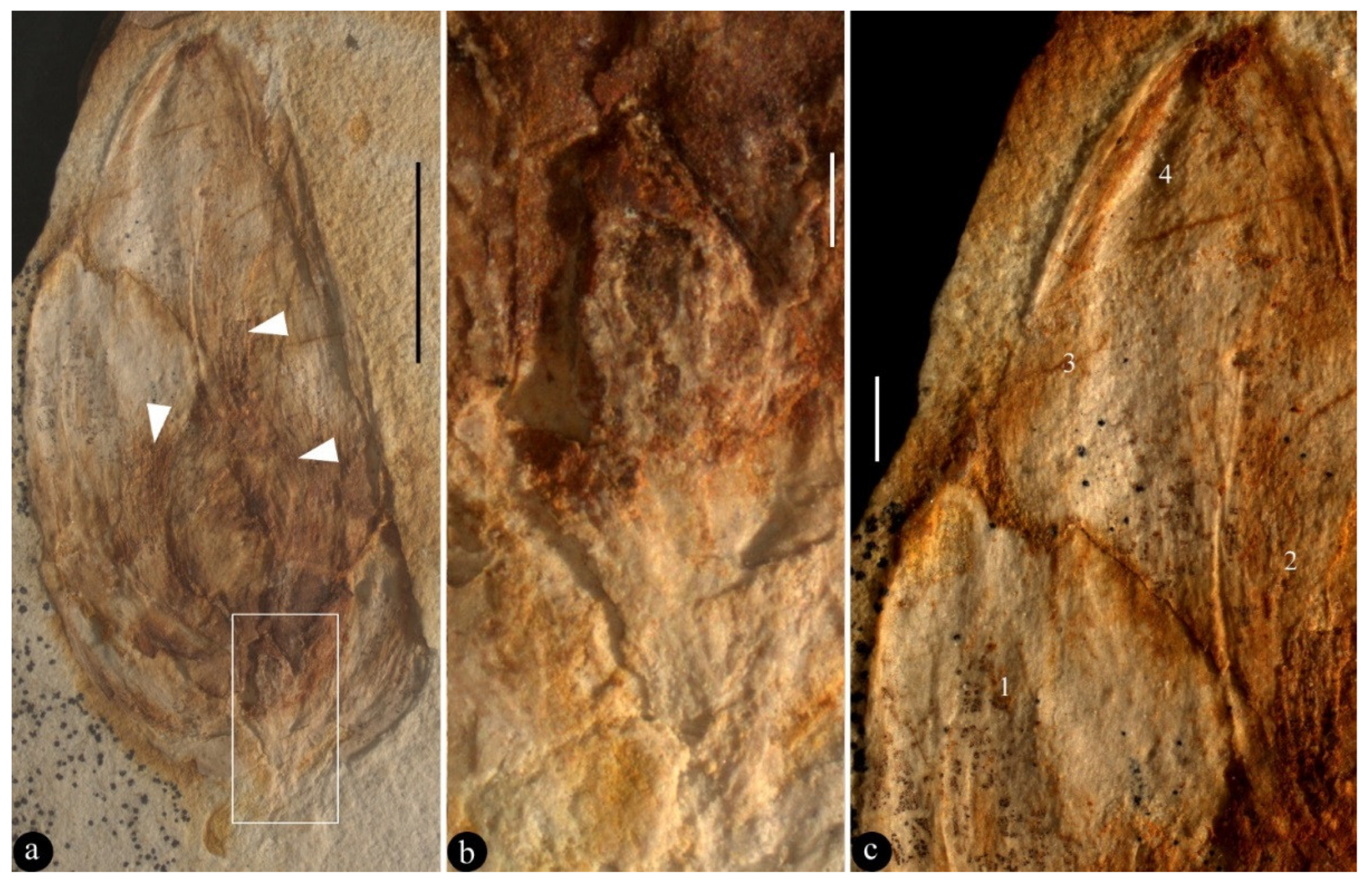 Biology 13 00413 g002 Biology 13 00413 g002