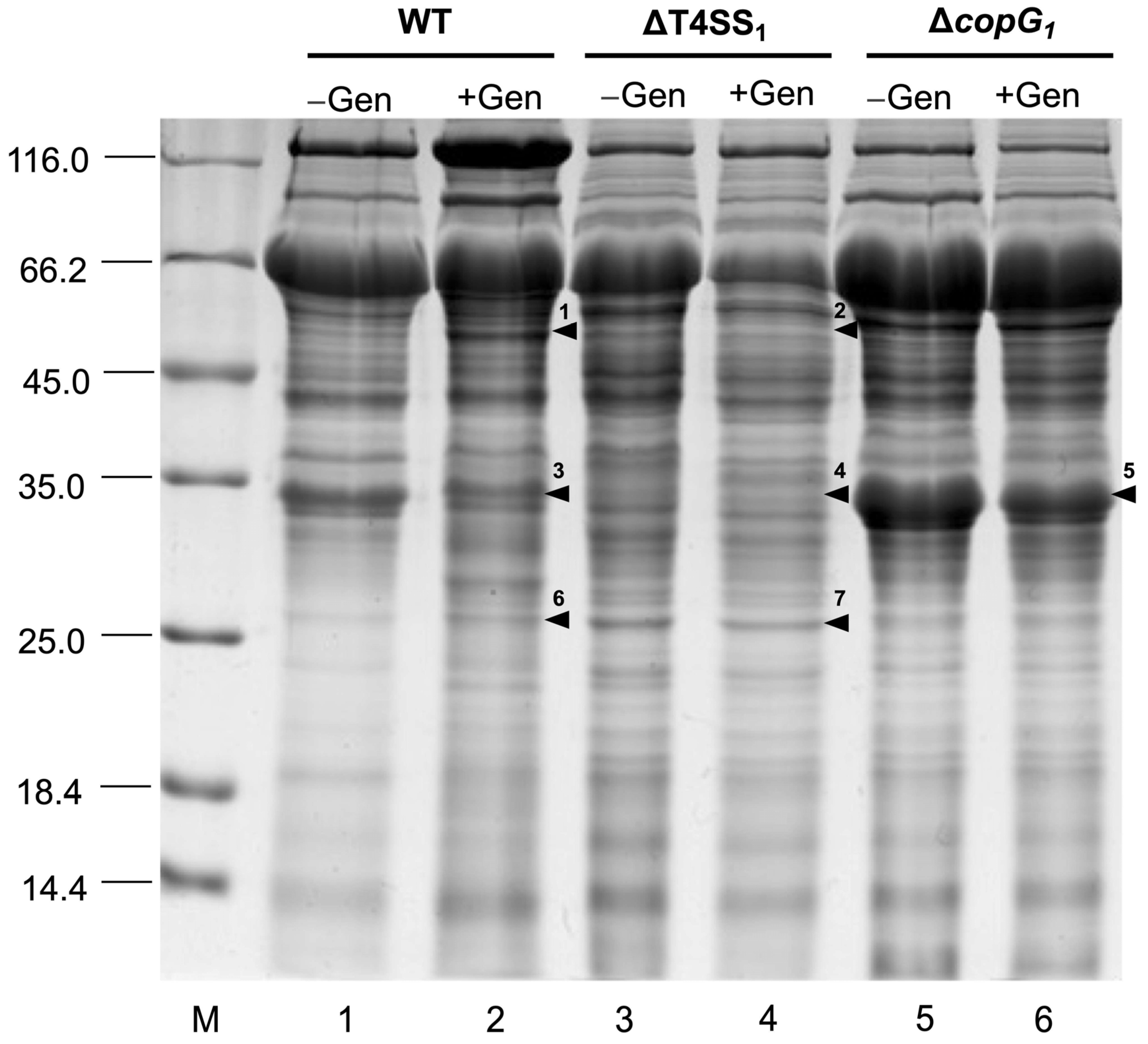 Biology 13 00415 g005