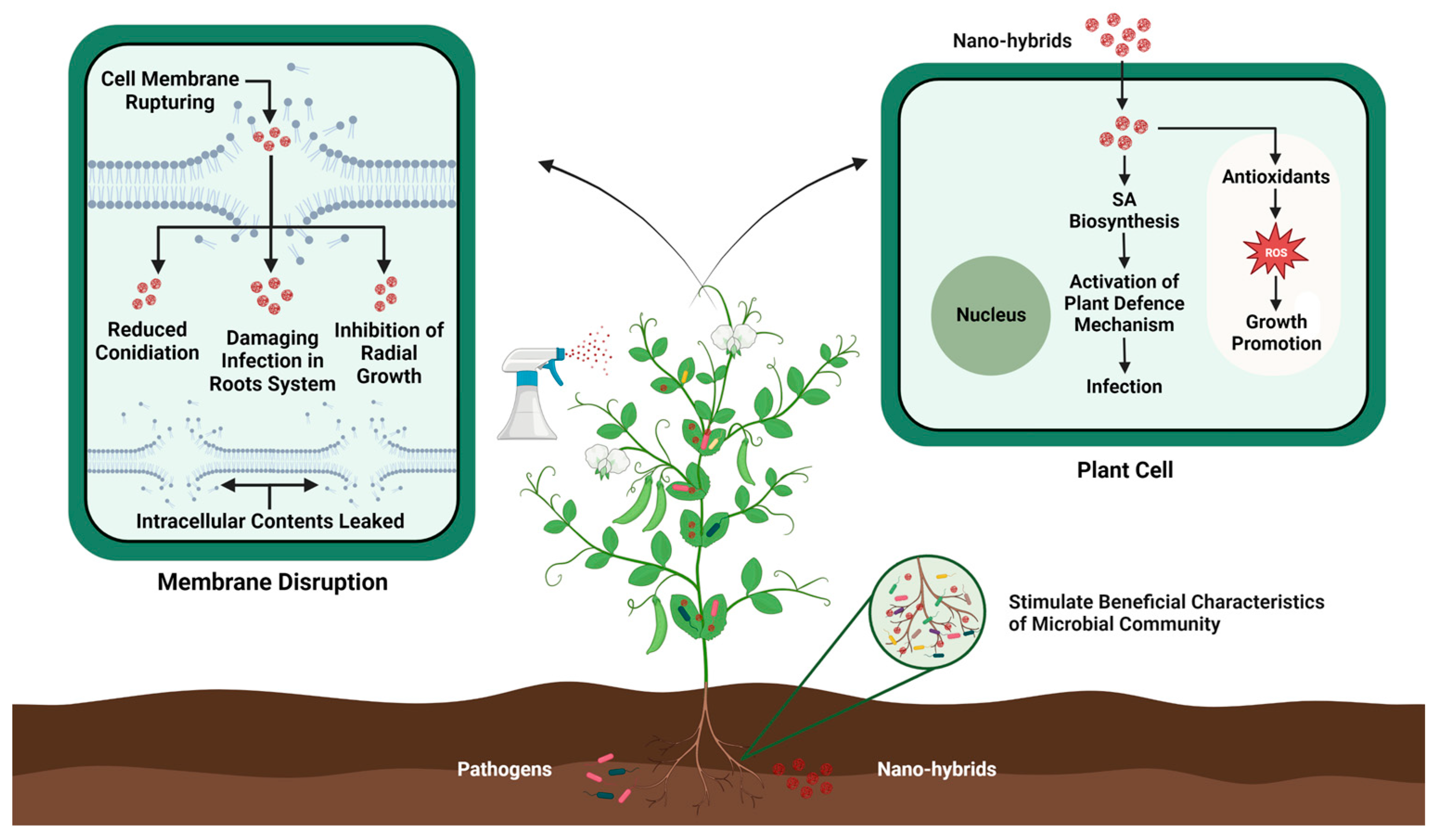 Biology 13 00421 g003