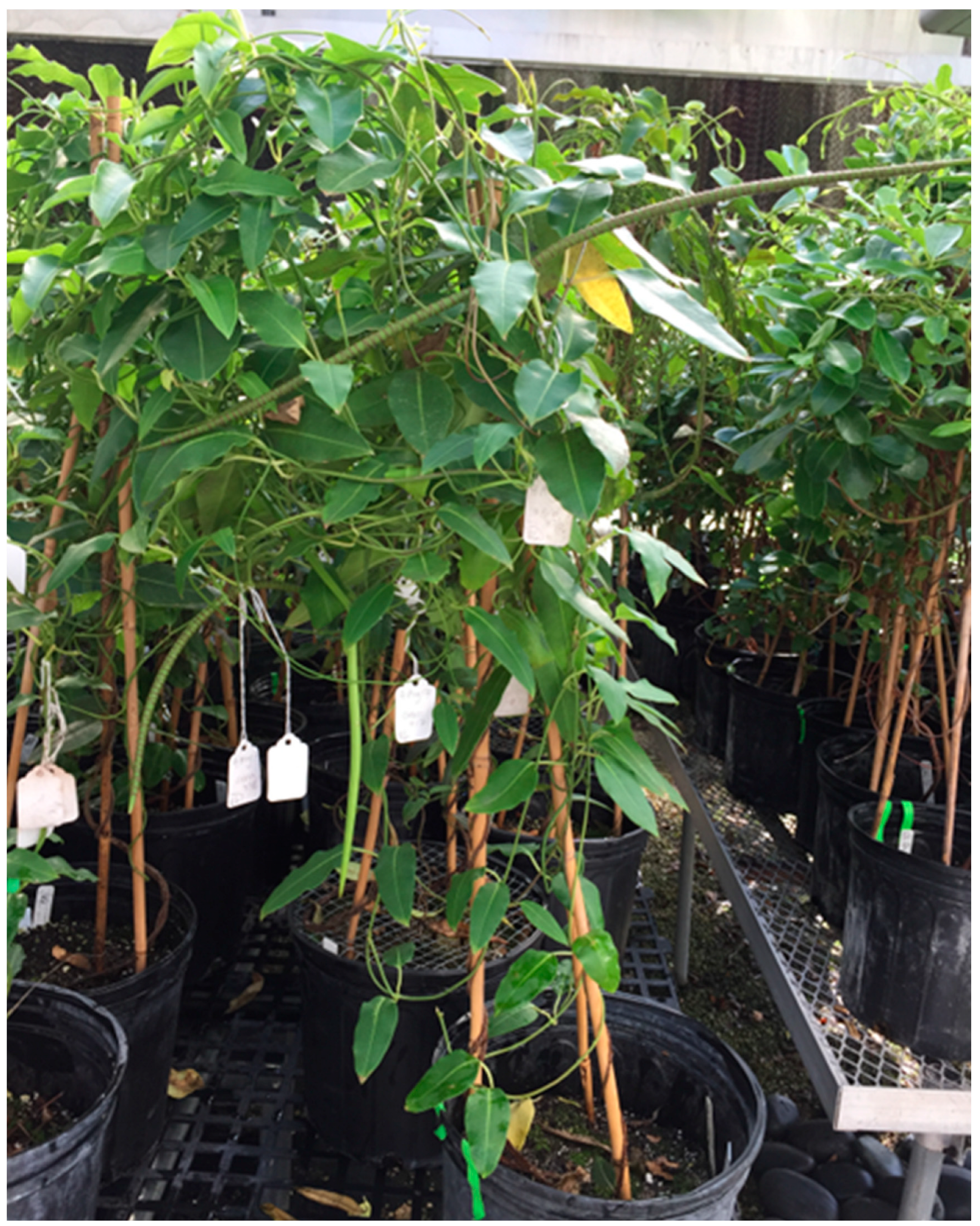 Biology 13 00423 g001