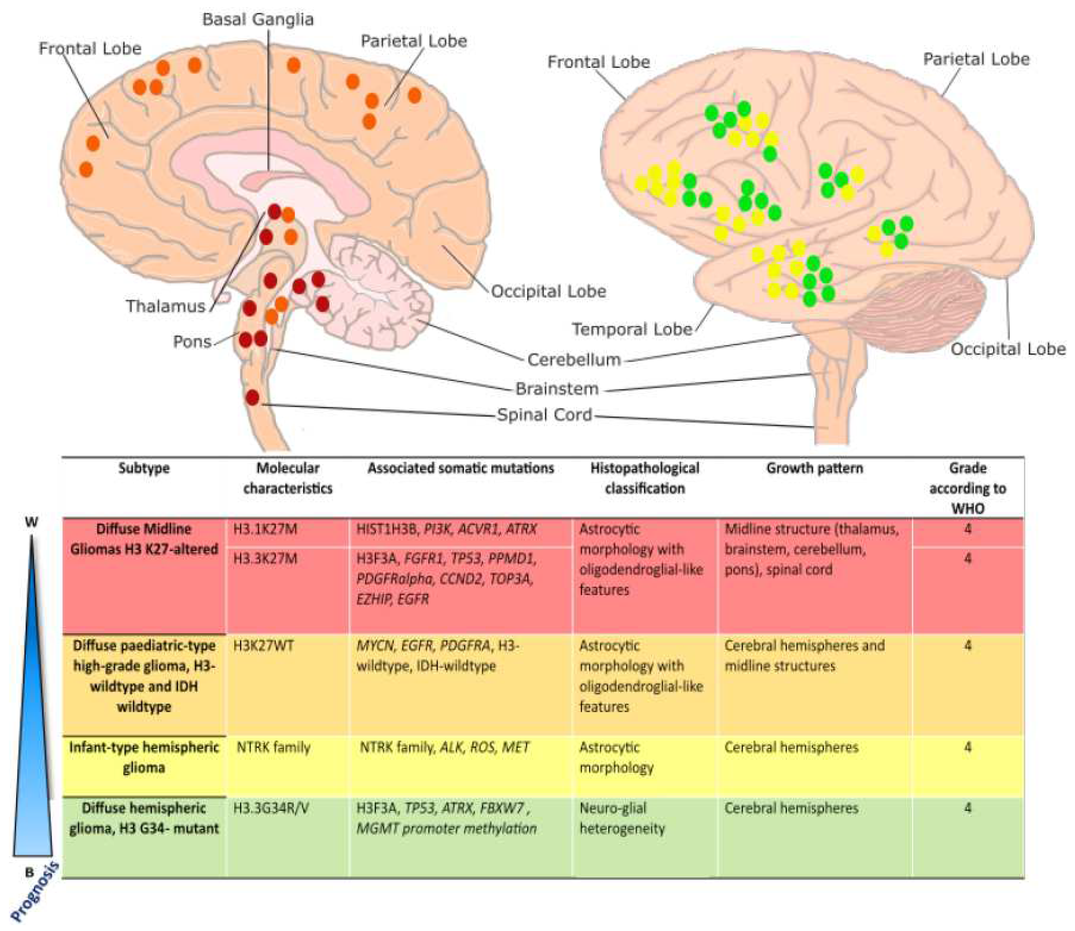 Biology 13 00424 g001