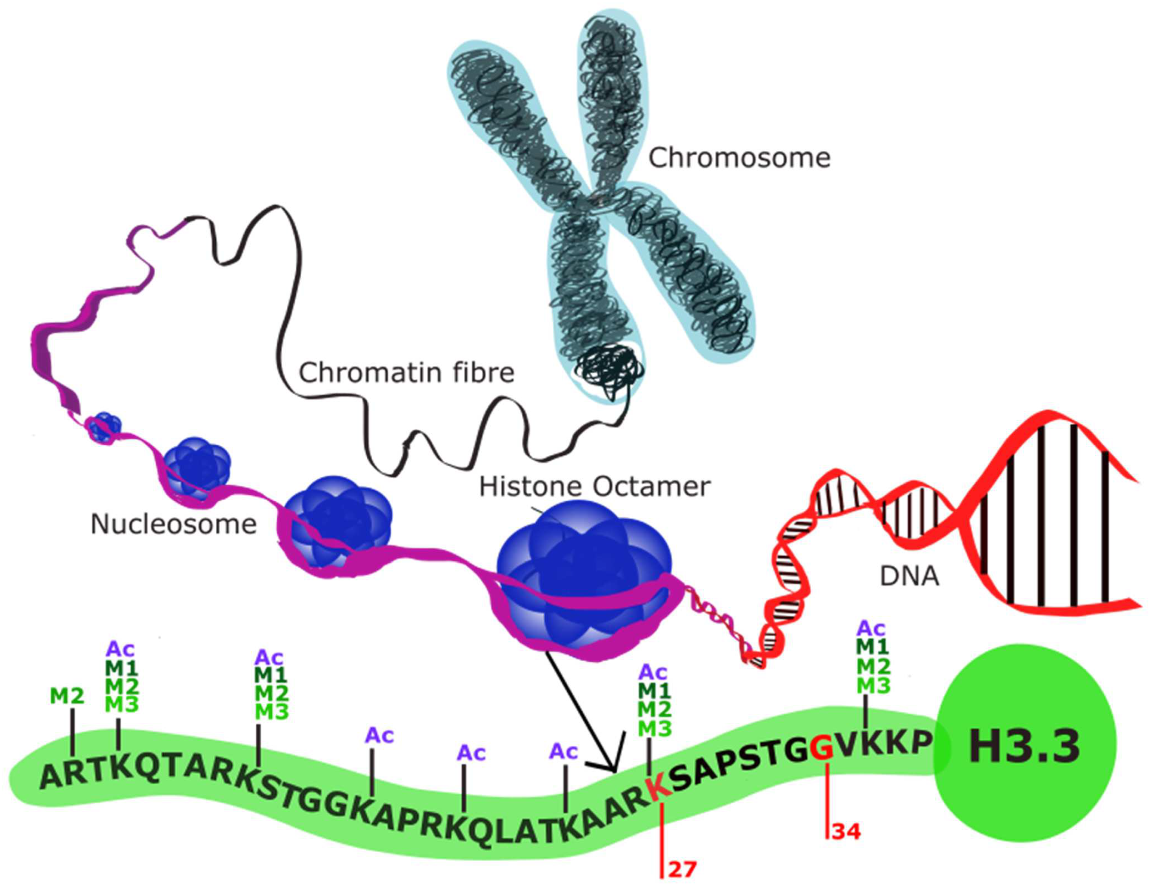 Biology 13 00424 g002