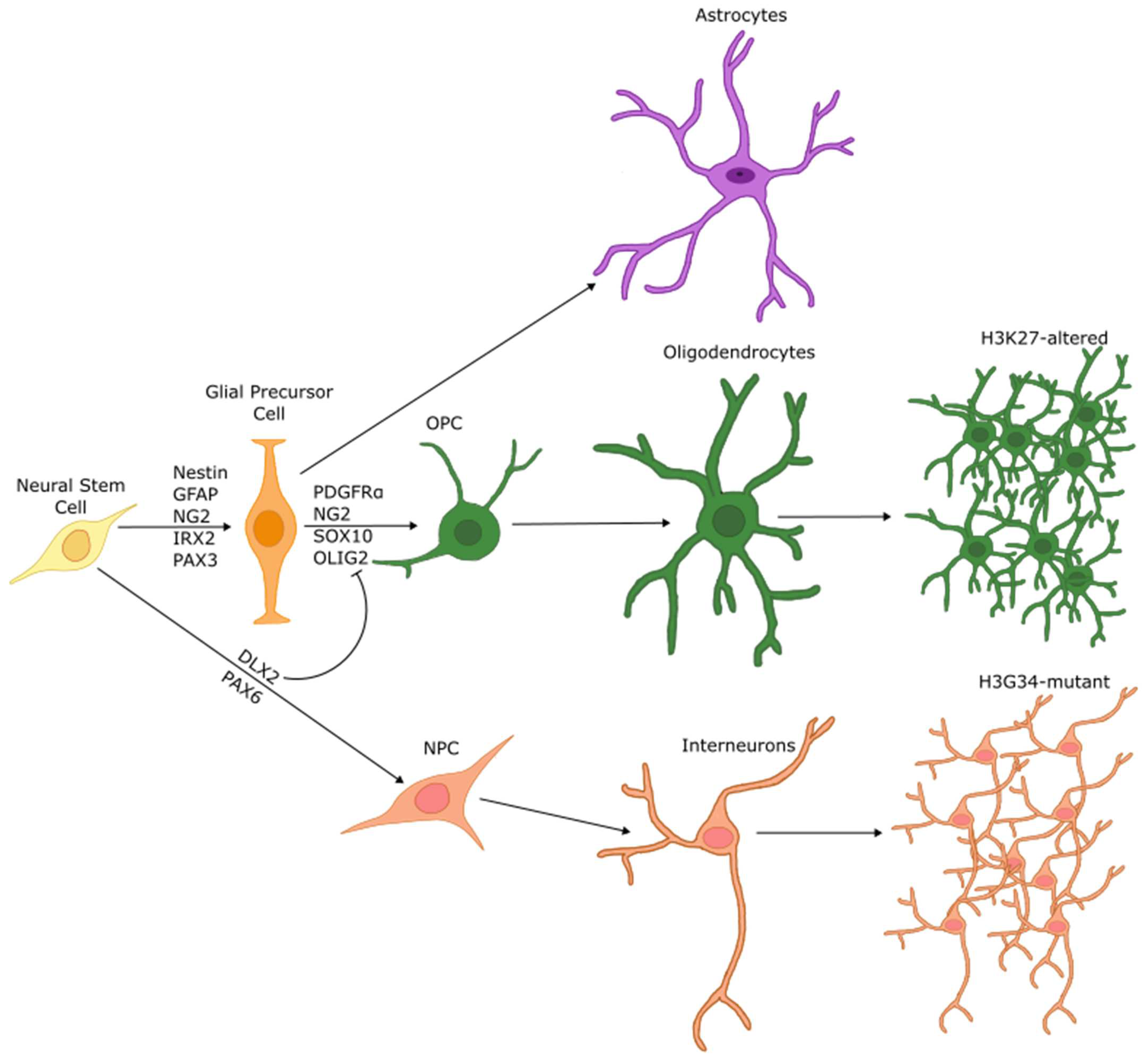 Biology 13 00424 g003