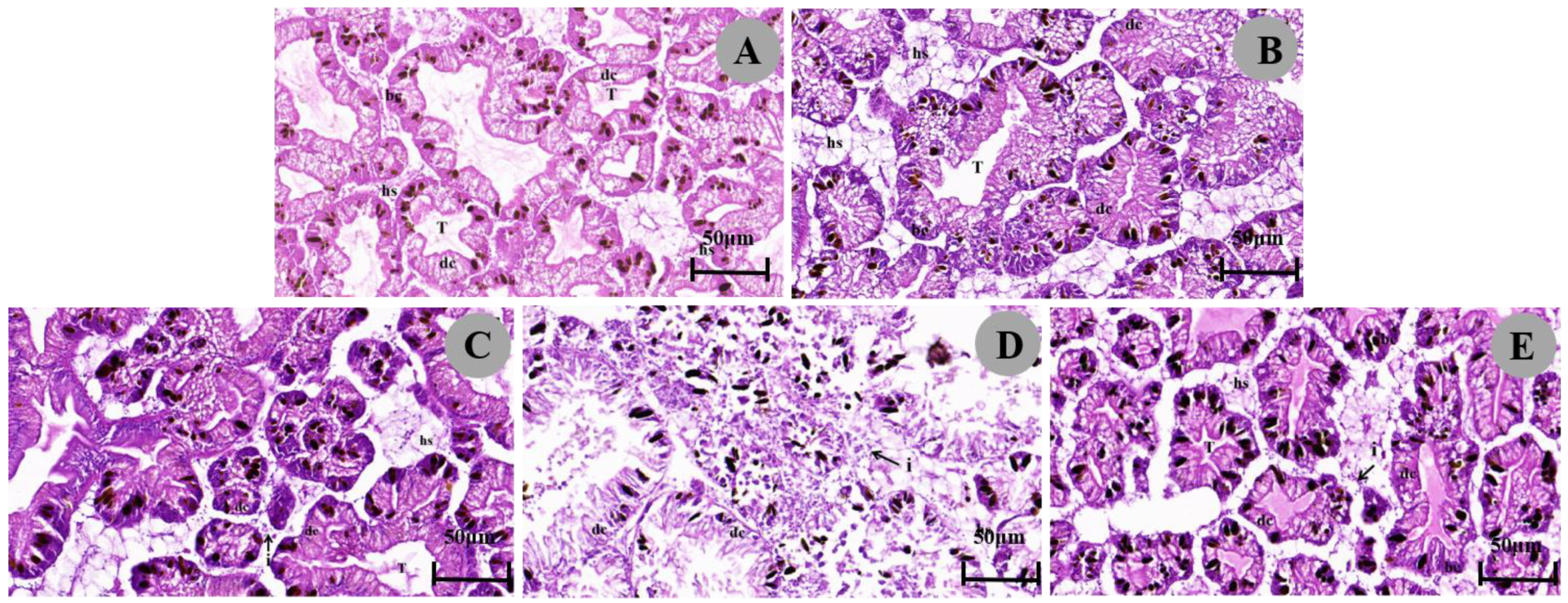 Biology 13 00428 g002