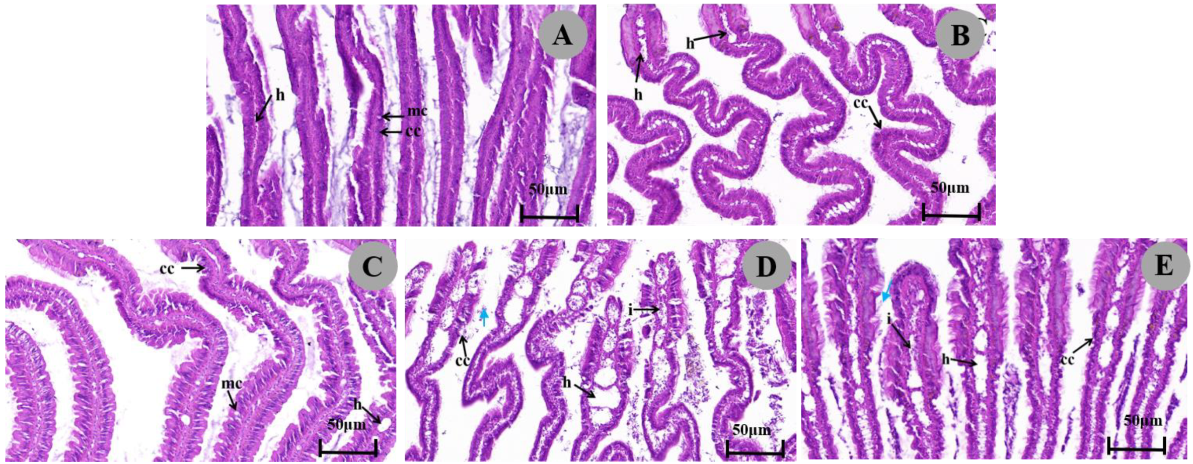 Biology 13 00428 g003