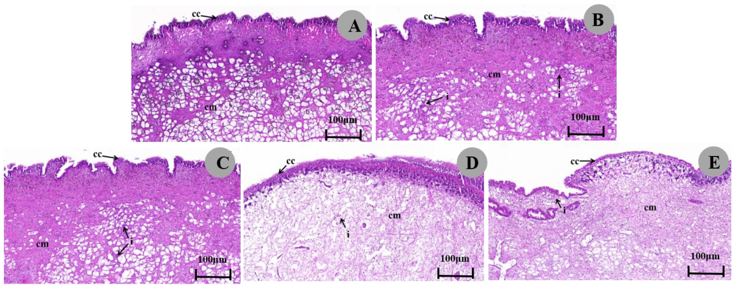 Biology 13 00428 g004
