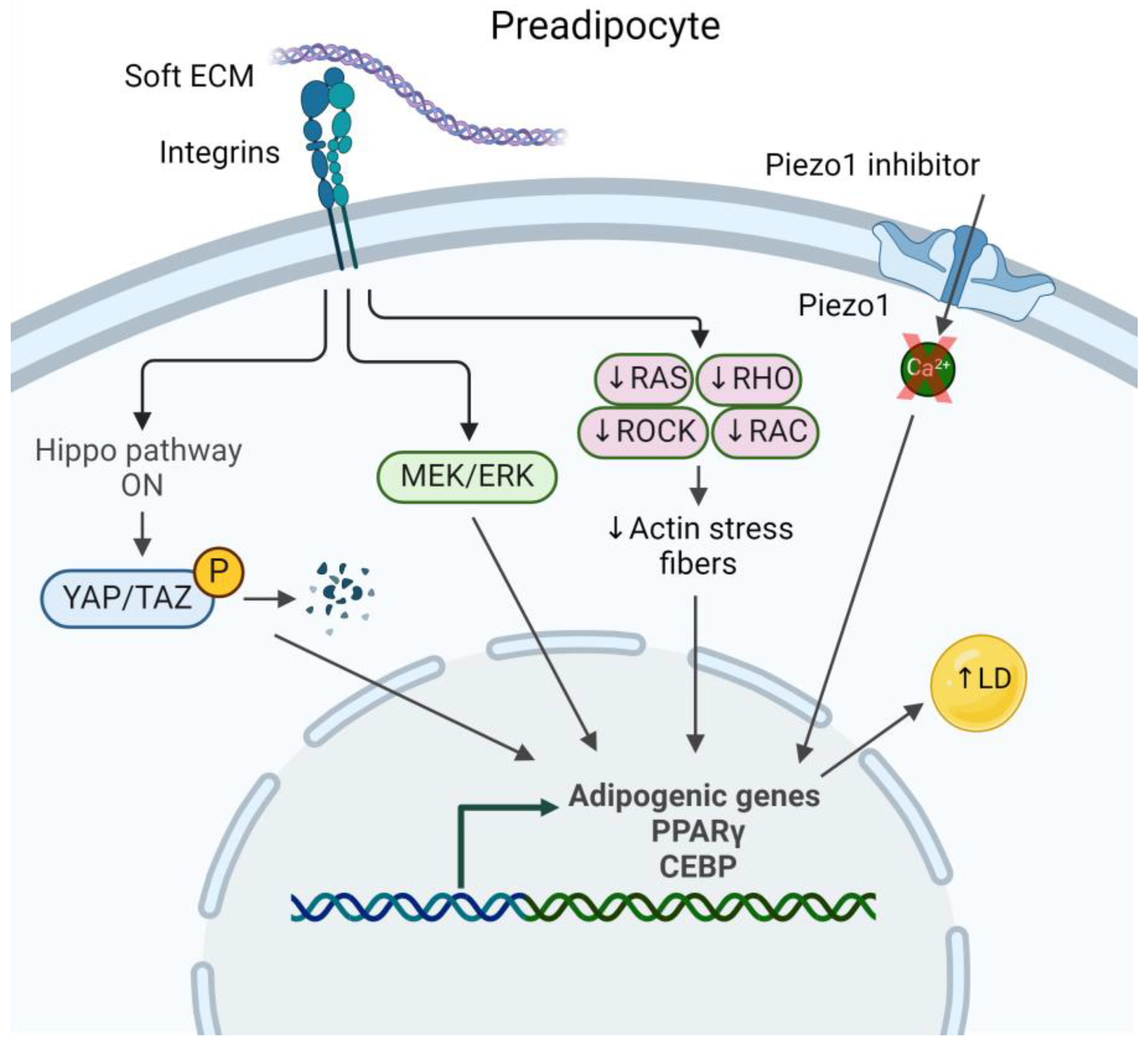 Biology 13 00434 g002
