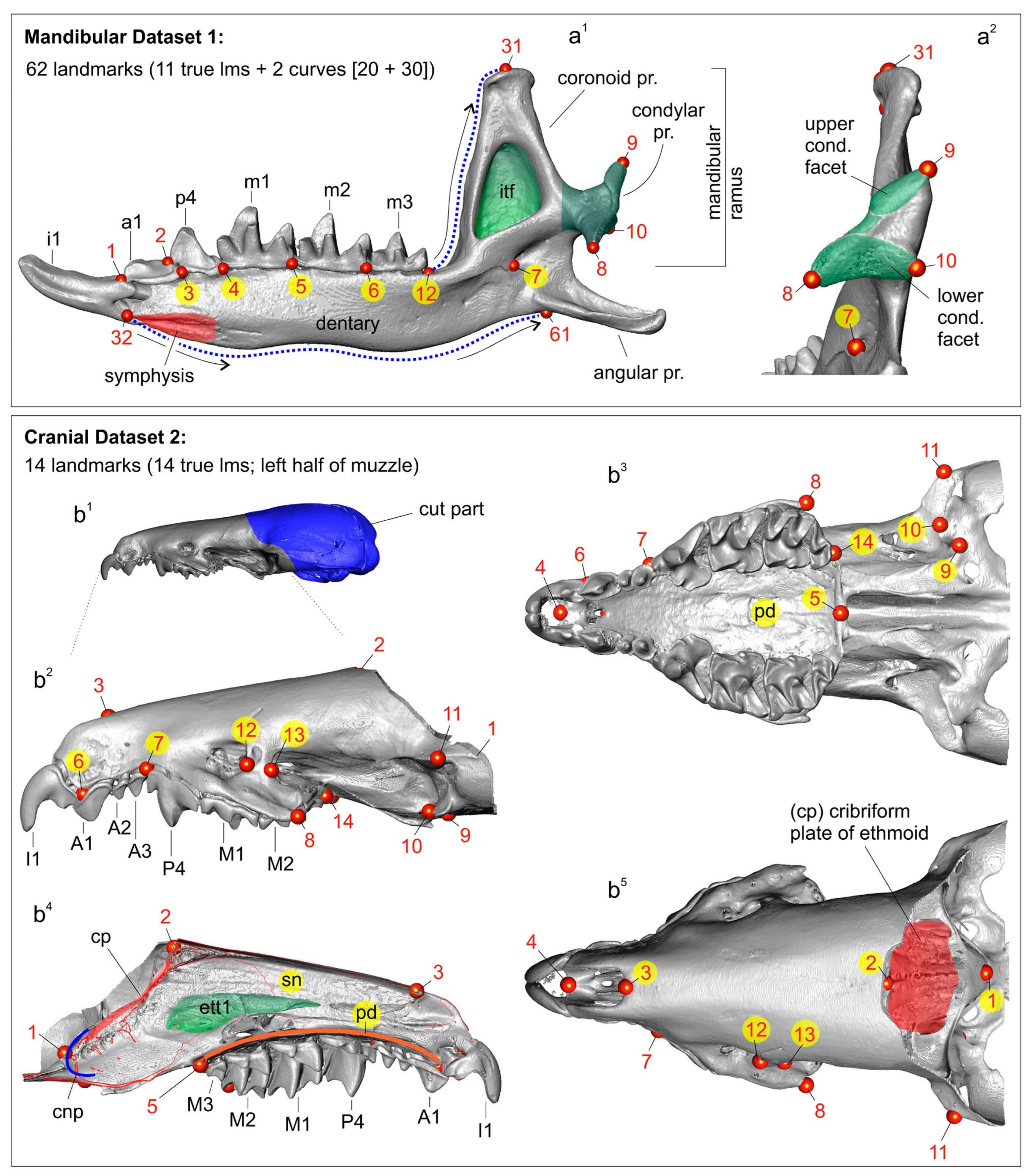Biology 13 00448 g004