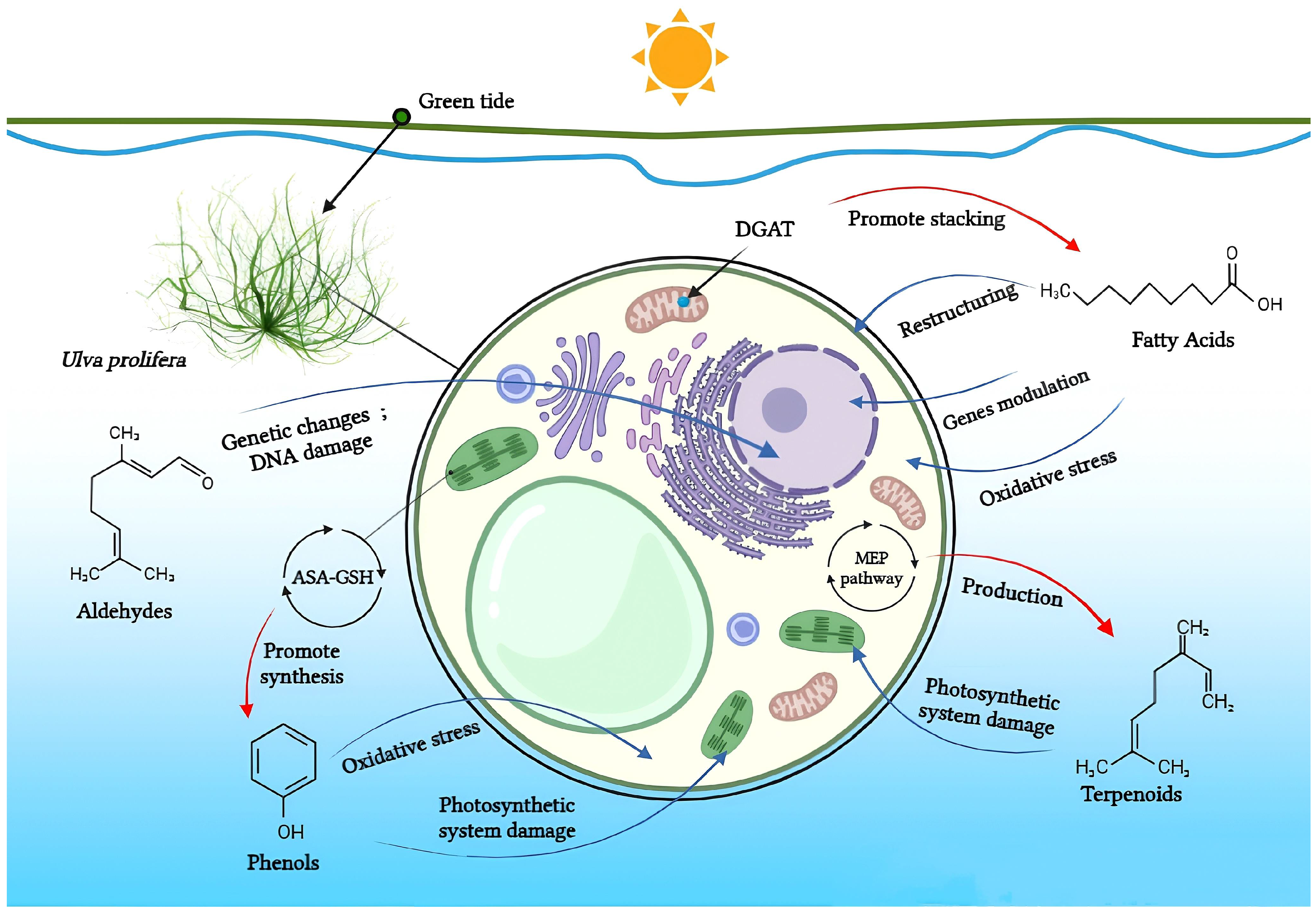 Biology 13 00456 g002