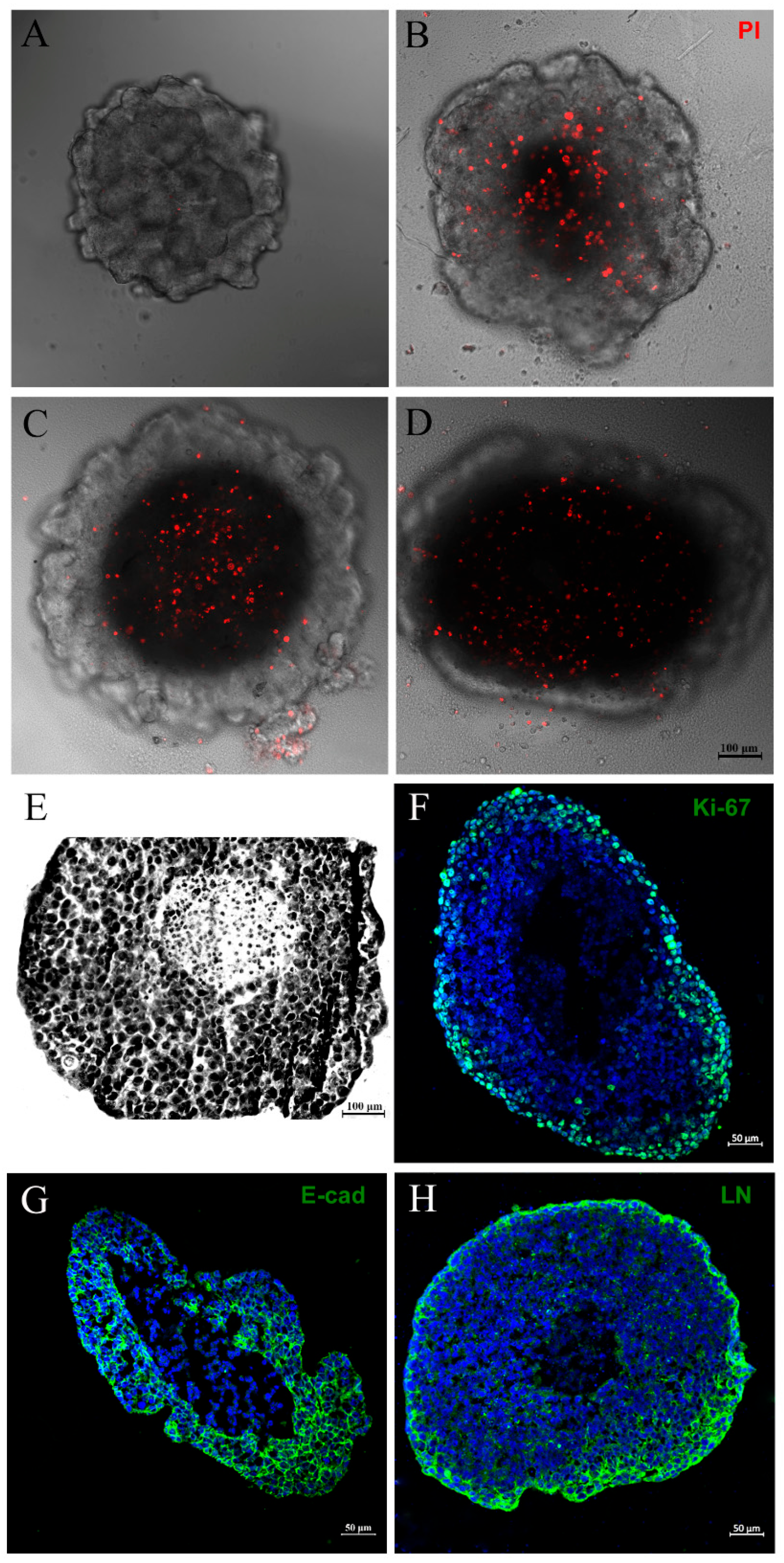 Biology 13 00463 g002