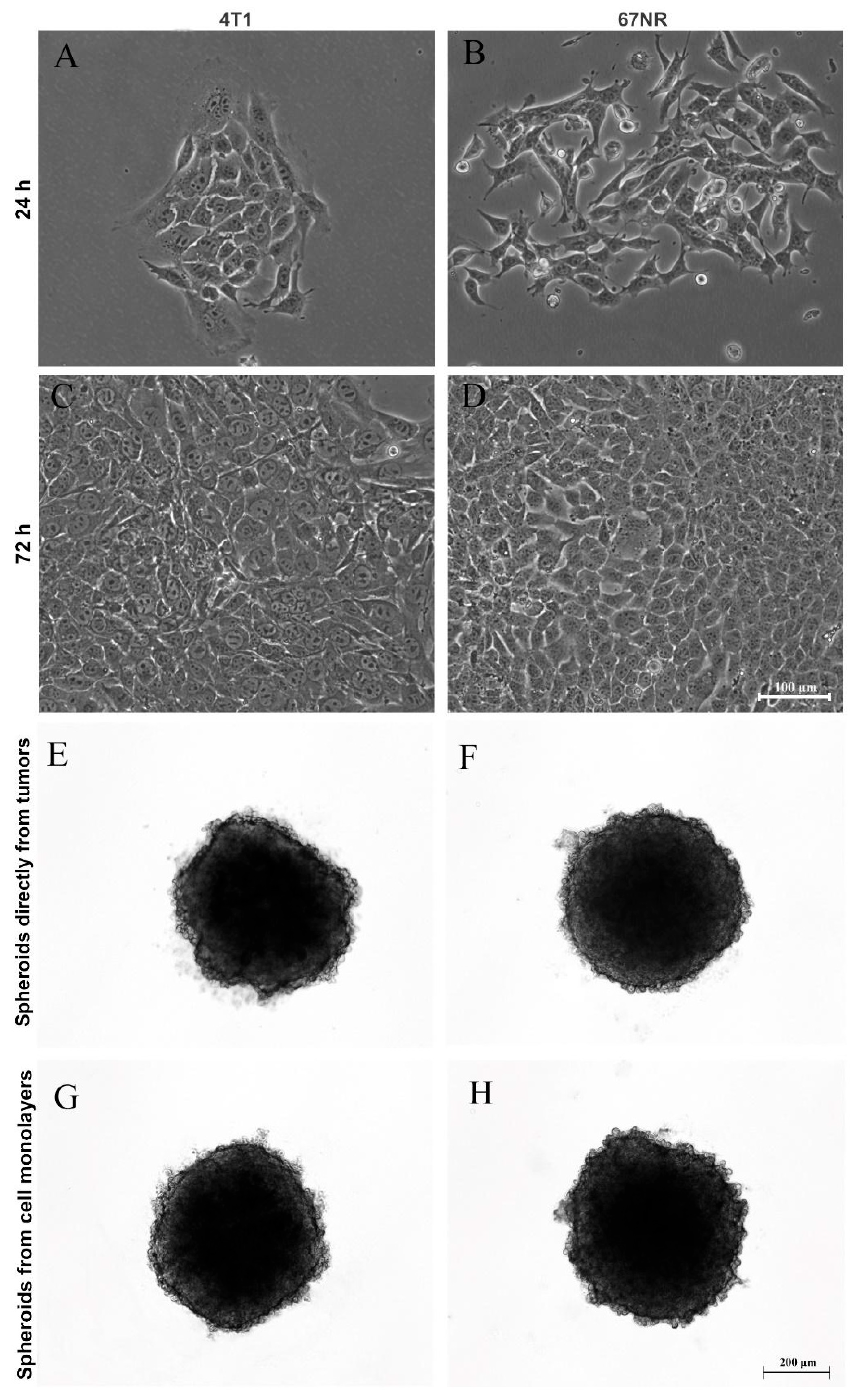 Biology 13 00463 g003