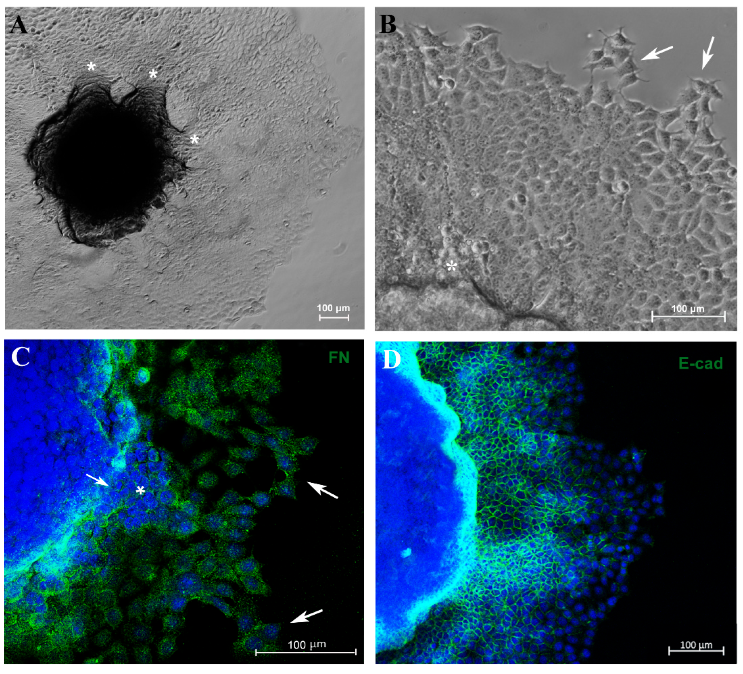 Biology 13 00463 g004a