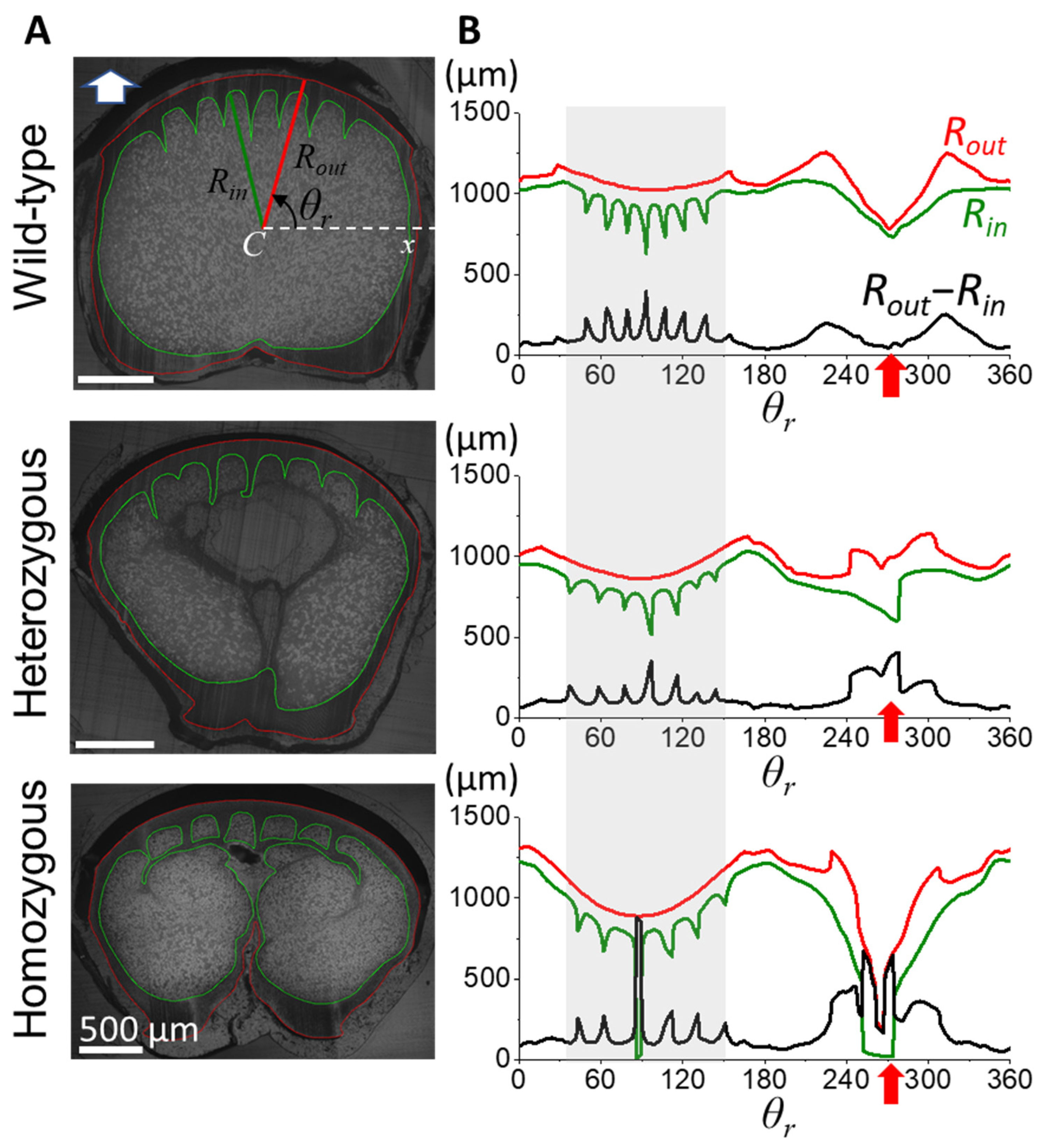 Biology 13 00464 g003 Biology 13 00464 g003