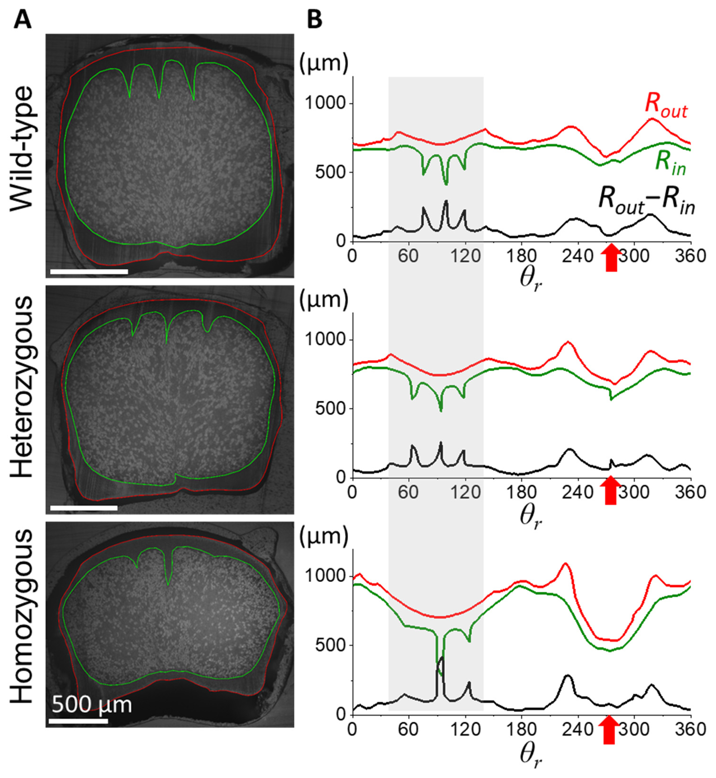 Biology 13 00464 g004 Biology 13 00464 g004