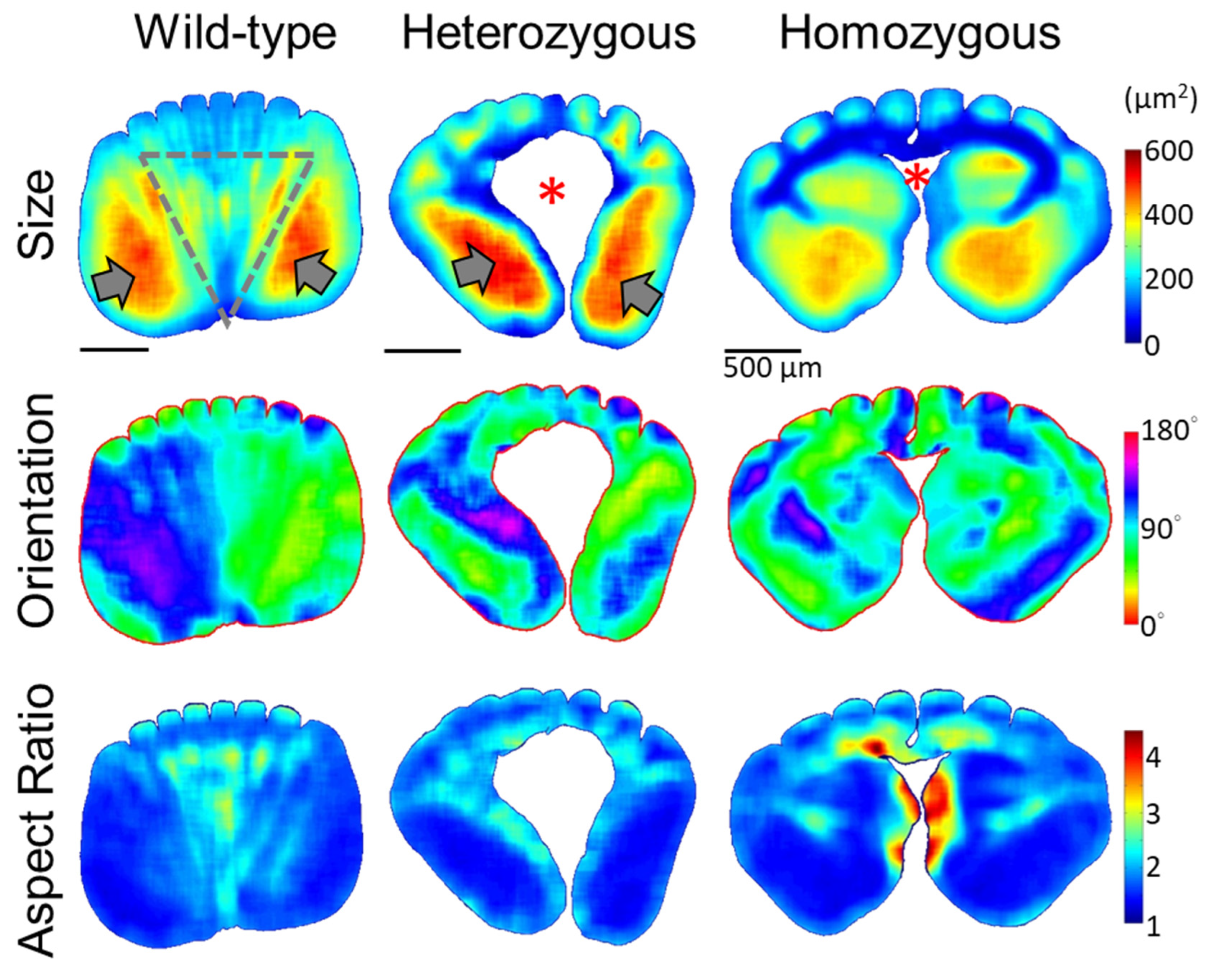 Biology 13 00464 g005 Biology 13 00464 g005
