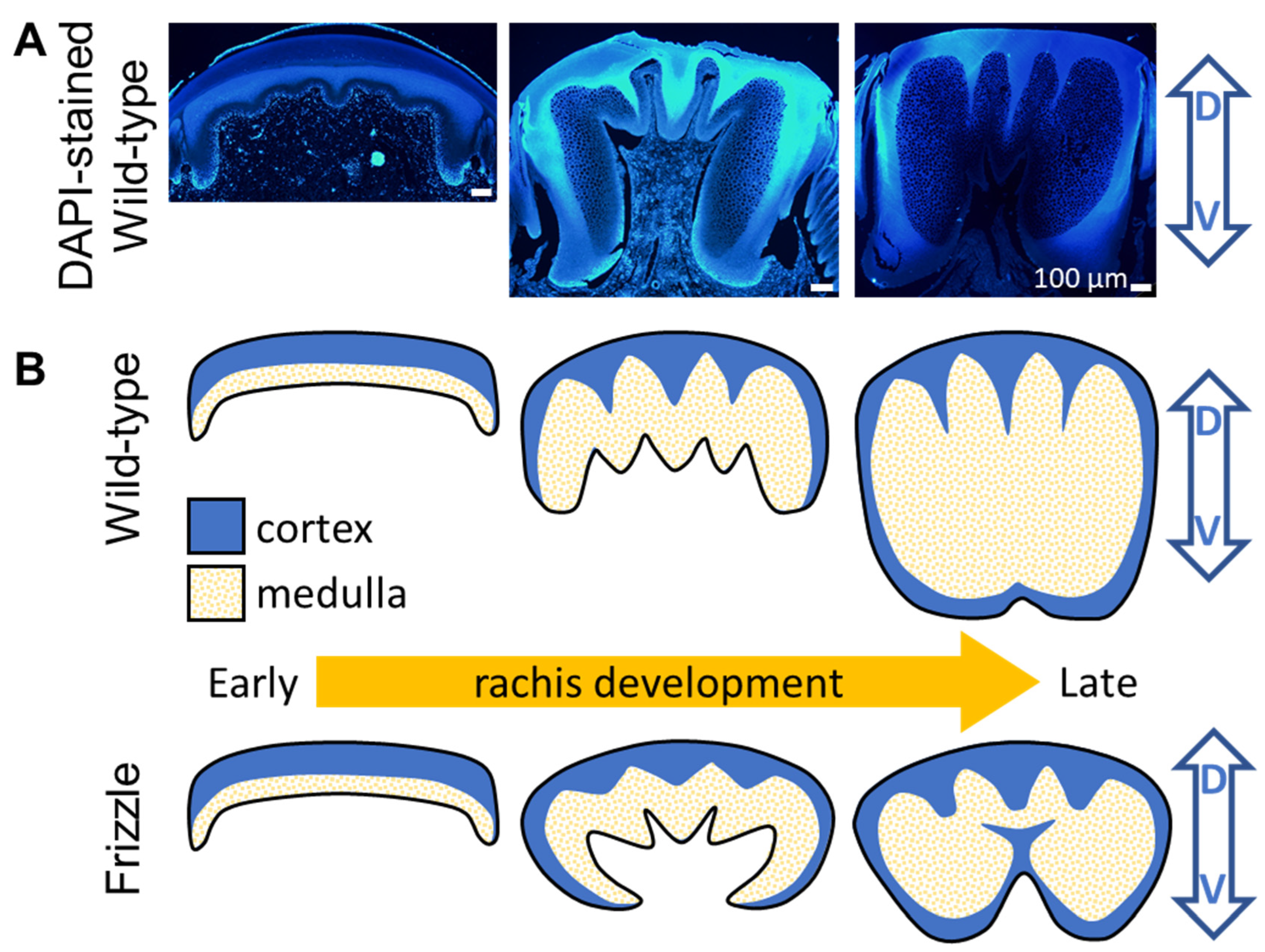 Biology 13 00464 g008 Biology 13 00464 g008