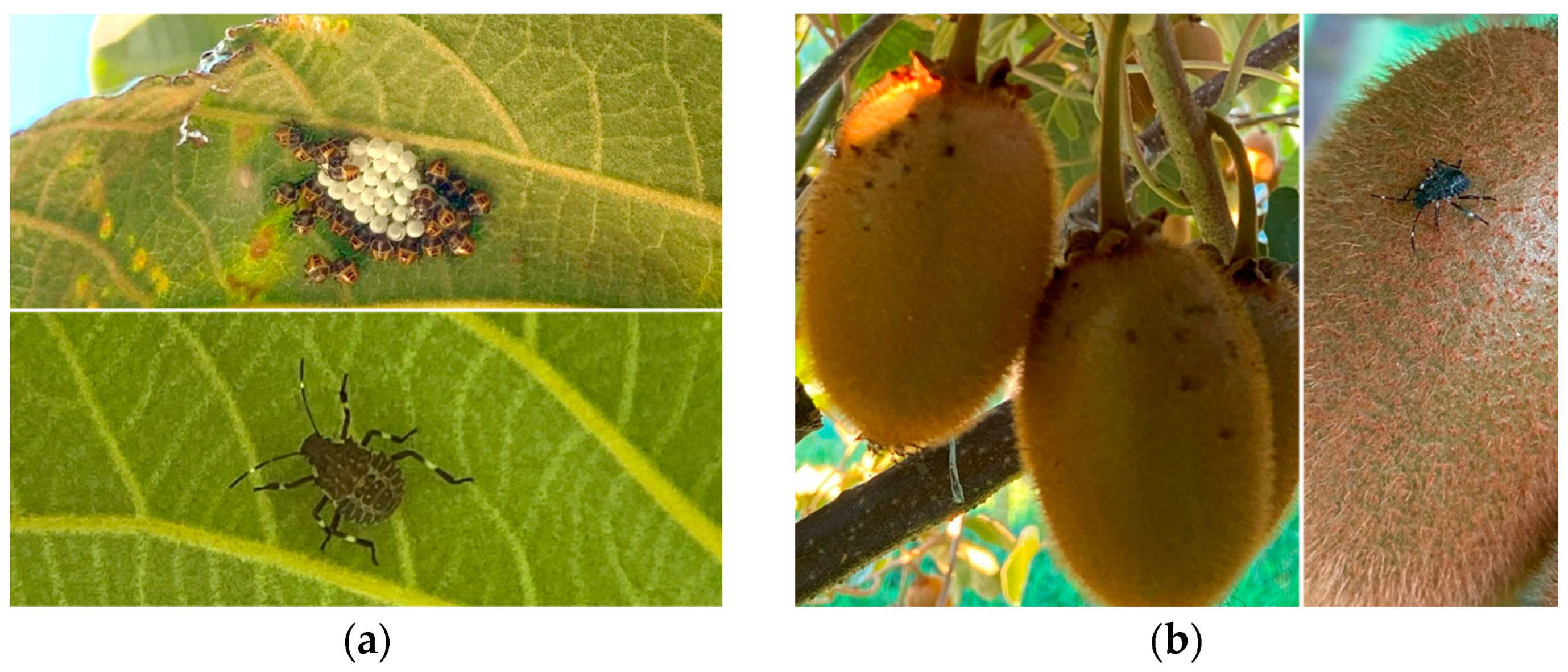 Biology 13 00470 g002