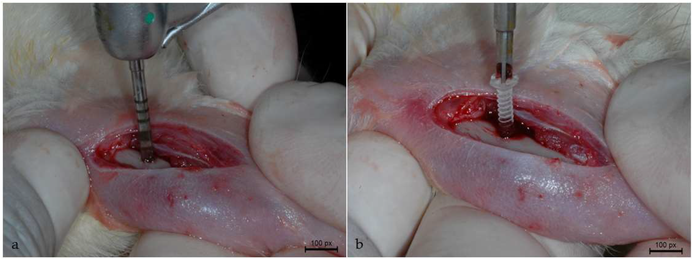 Biology 13 00471 g001