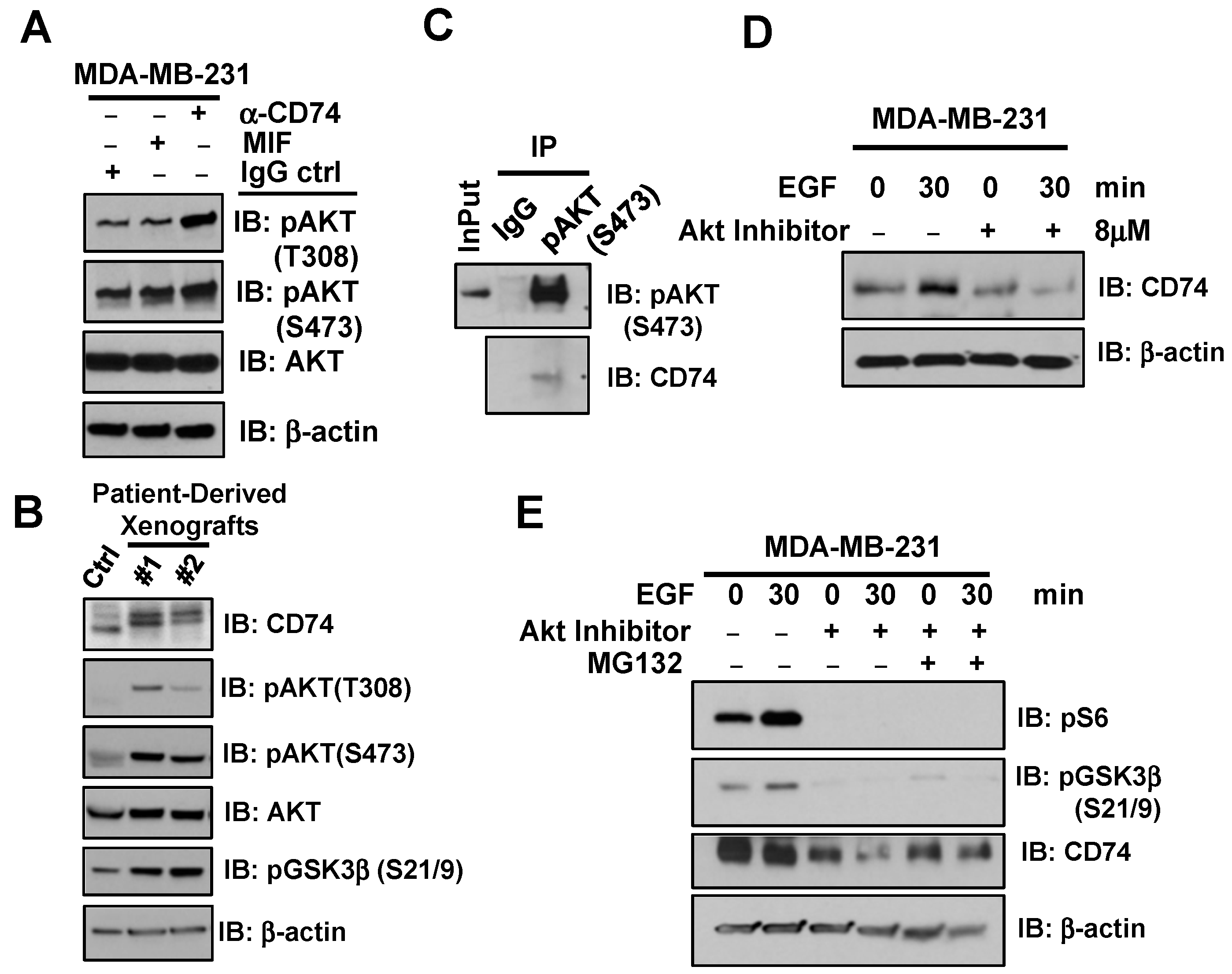 Biology 13 00481 g002
