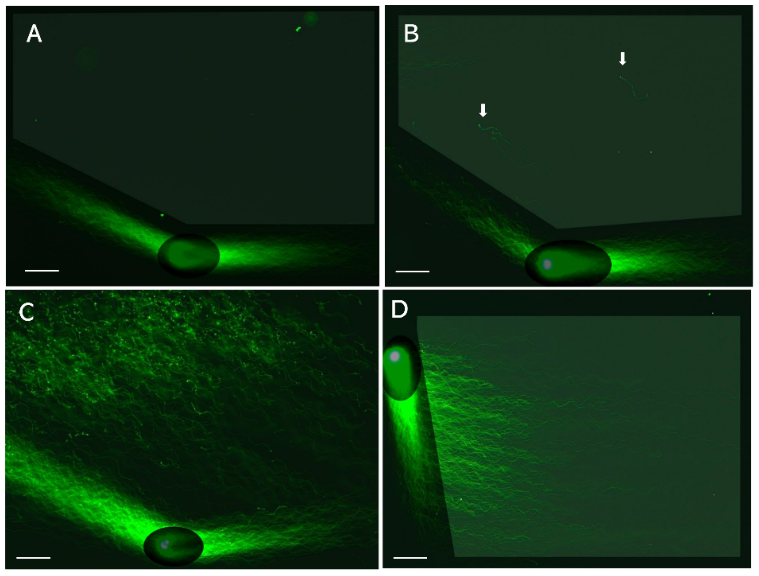 Biology 13 00484 g003