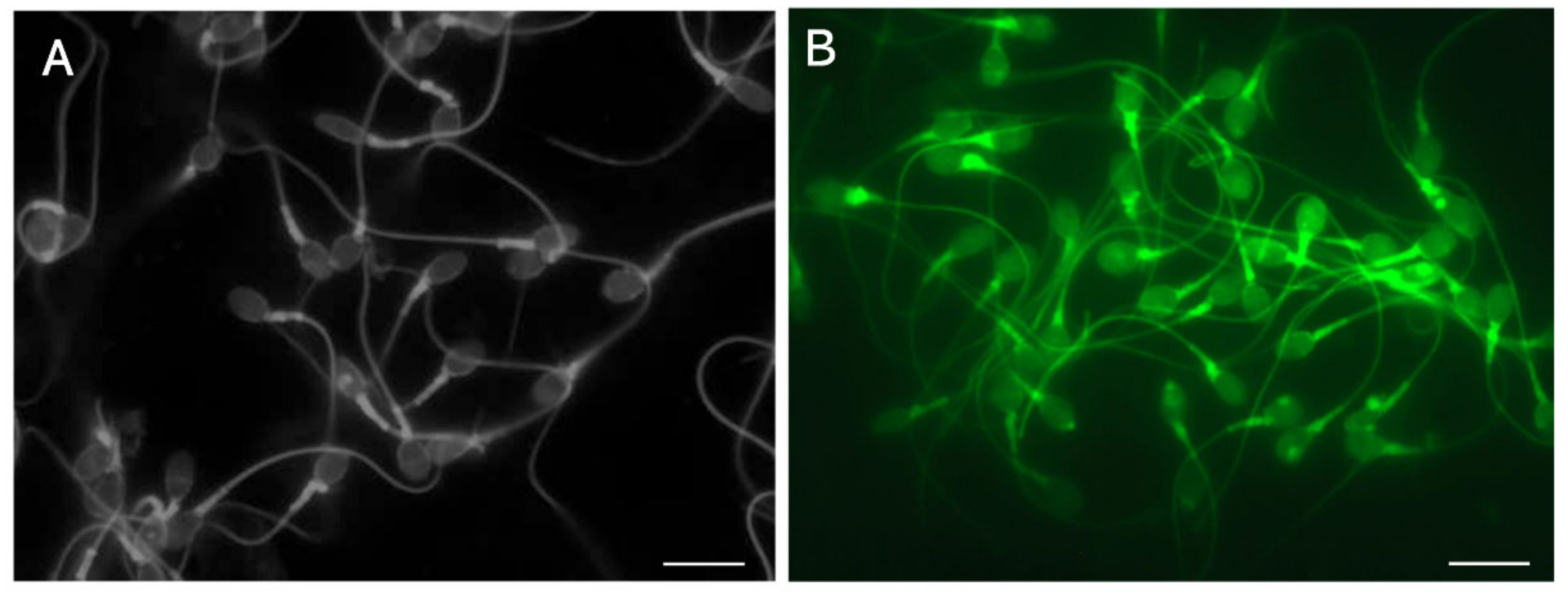 Biology 13 00484 g006
