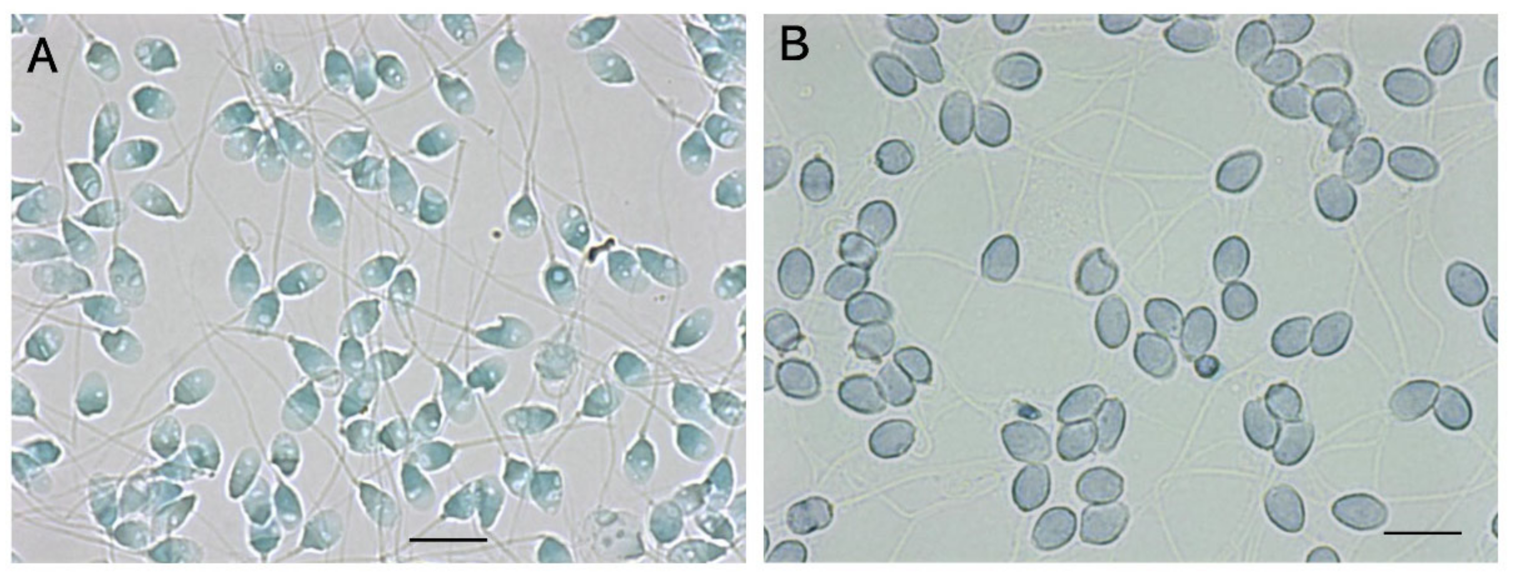 Biology 13 00484 g007