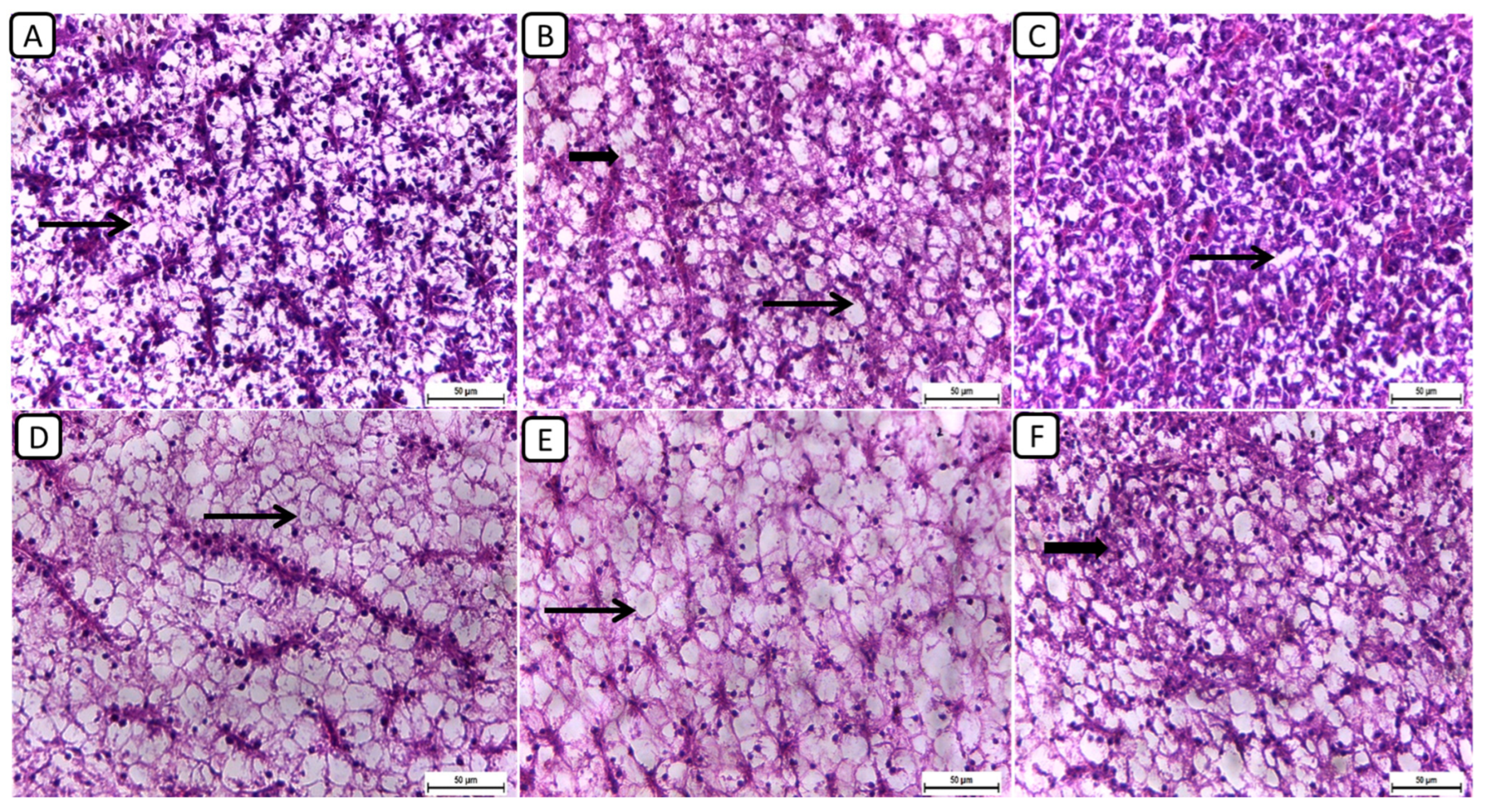 Biology 13 00486 g003