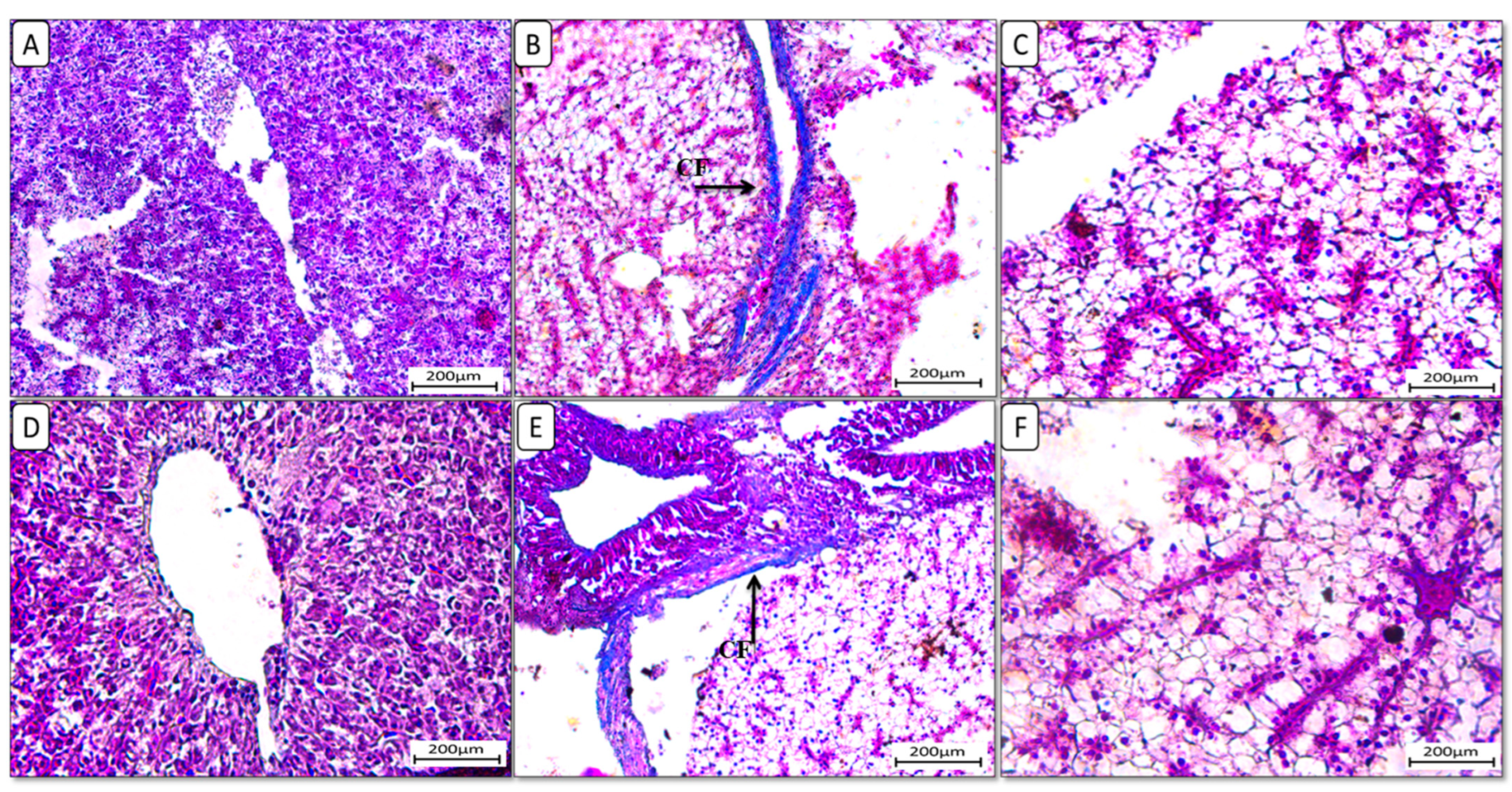 Biology 13 00486 g004