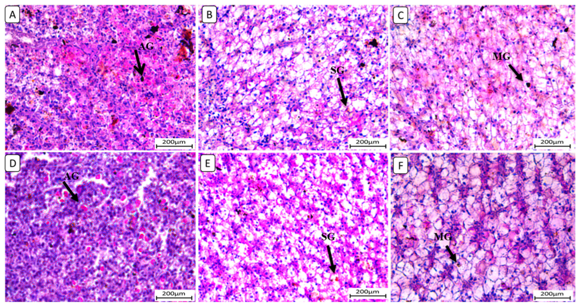 Biology 13 00486 g005