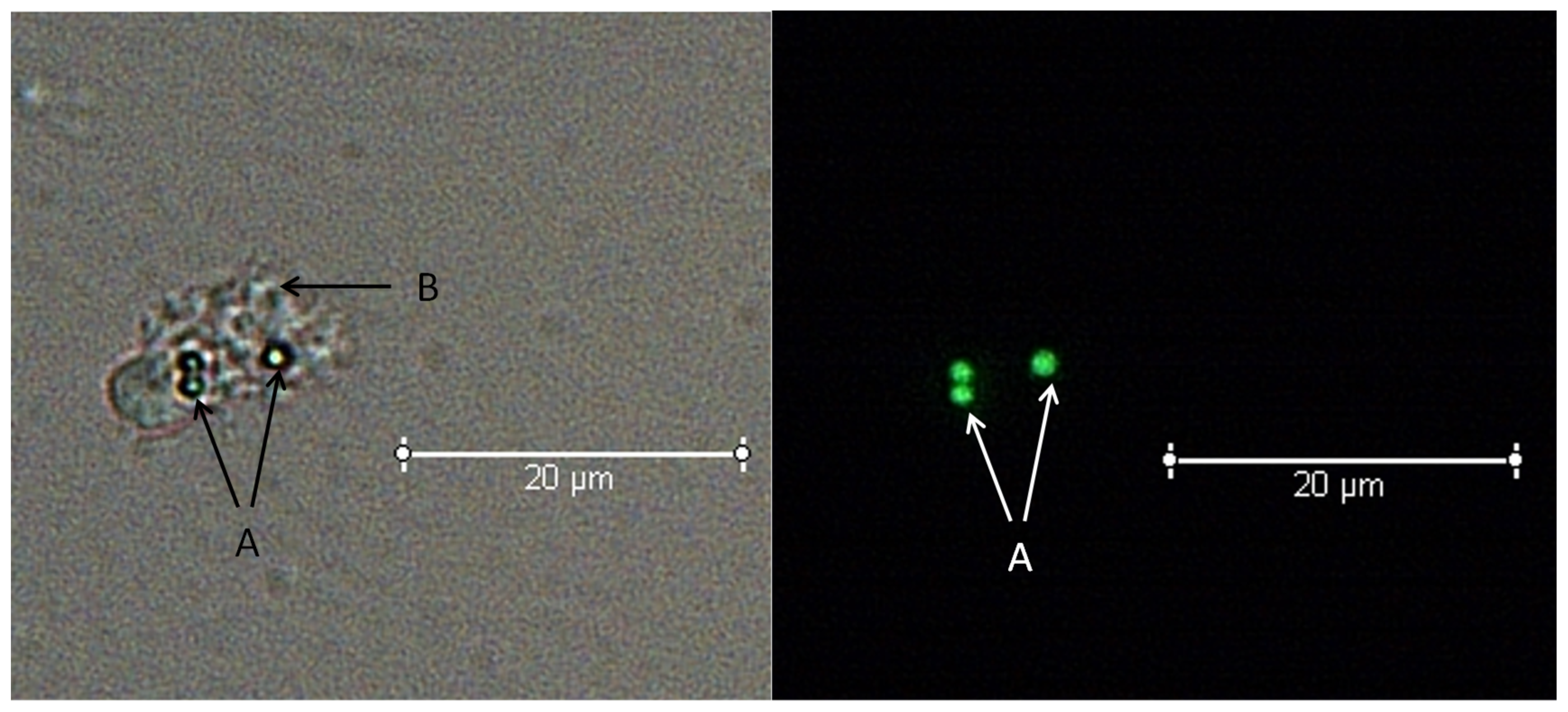 Biology 13 00495 g004