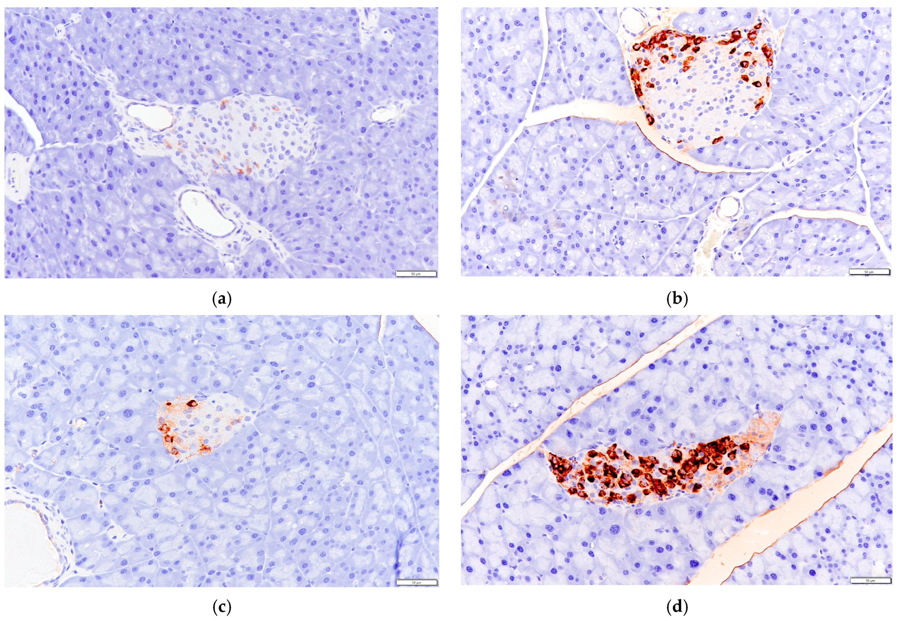 Biology 13 00496 g009