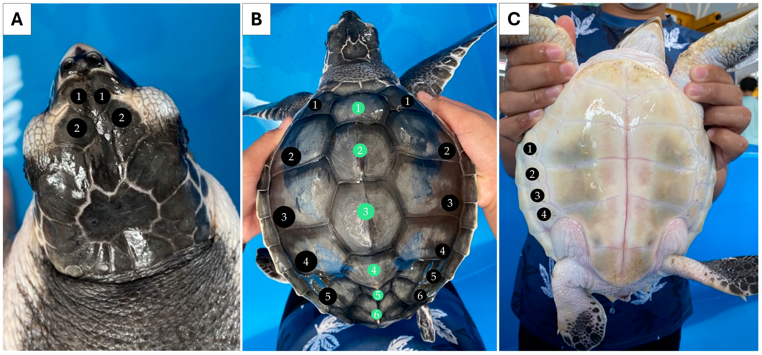 Biology 13 00500 g002