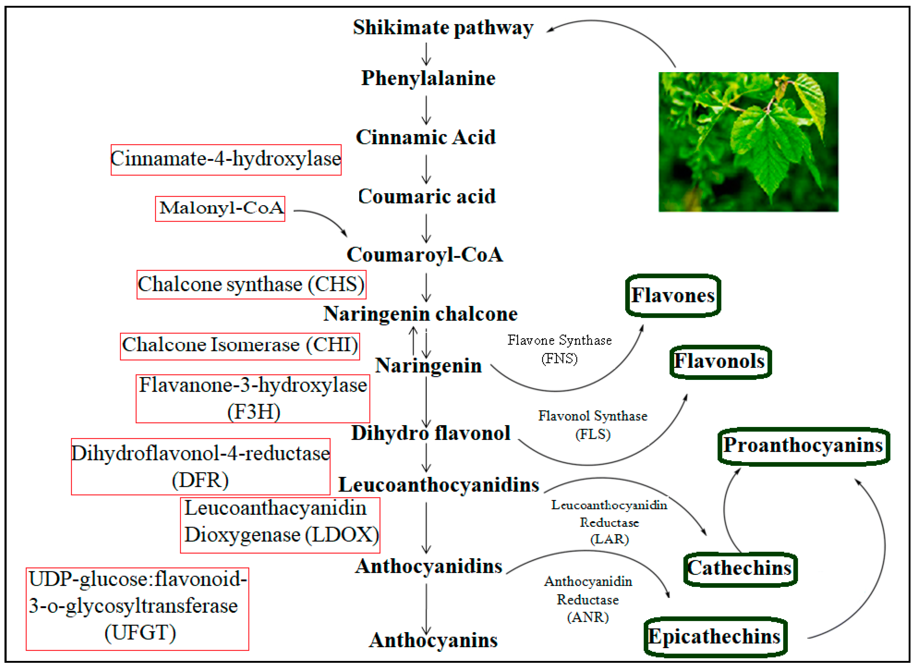 Biology 13 00506 g005