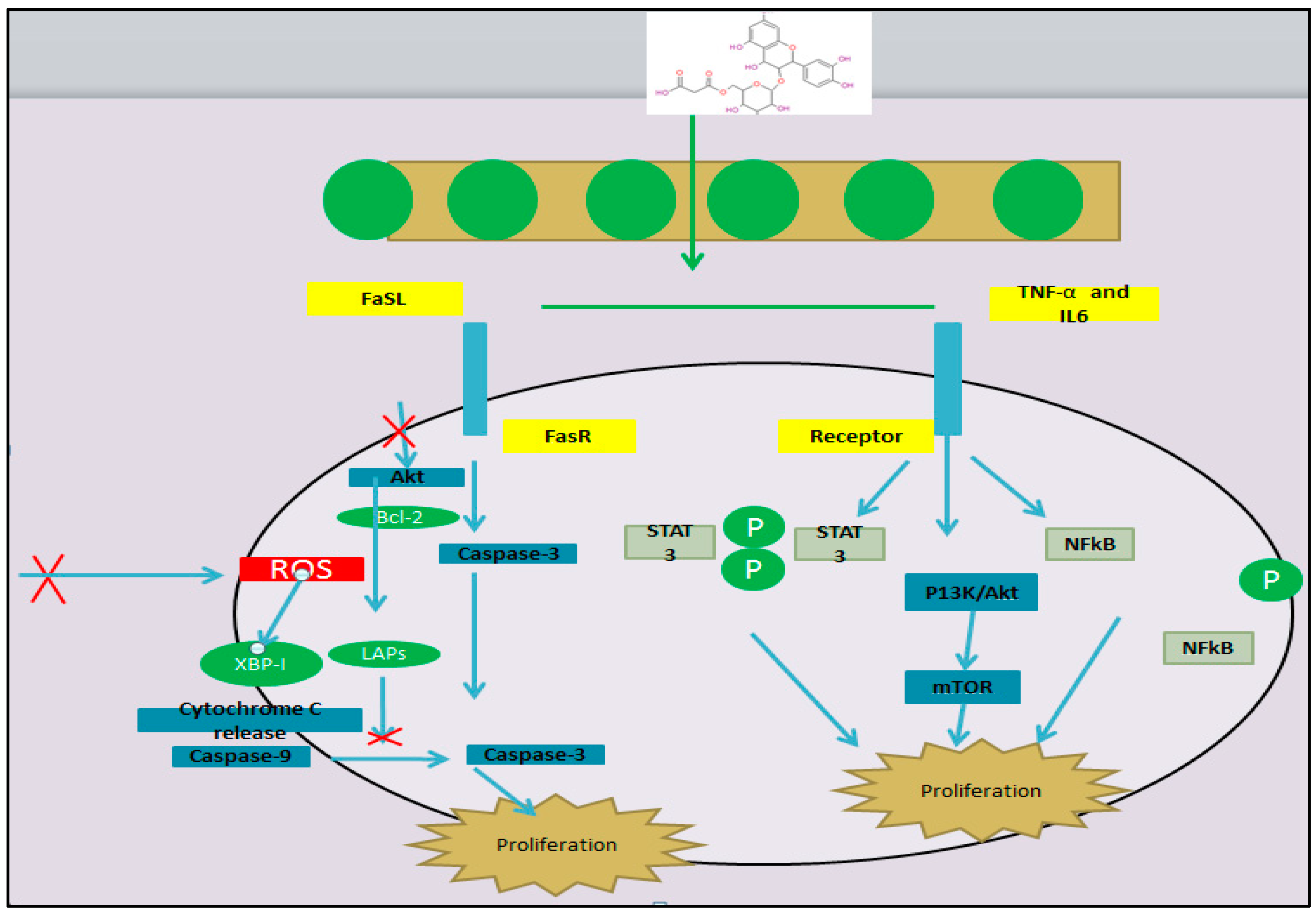Biology 13 00506 g007