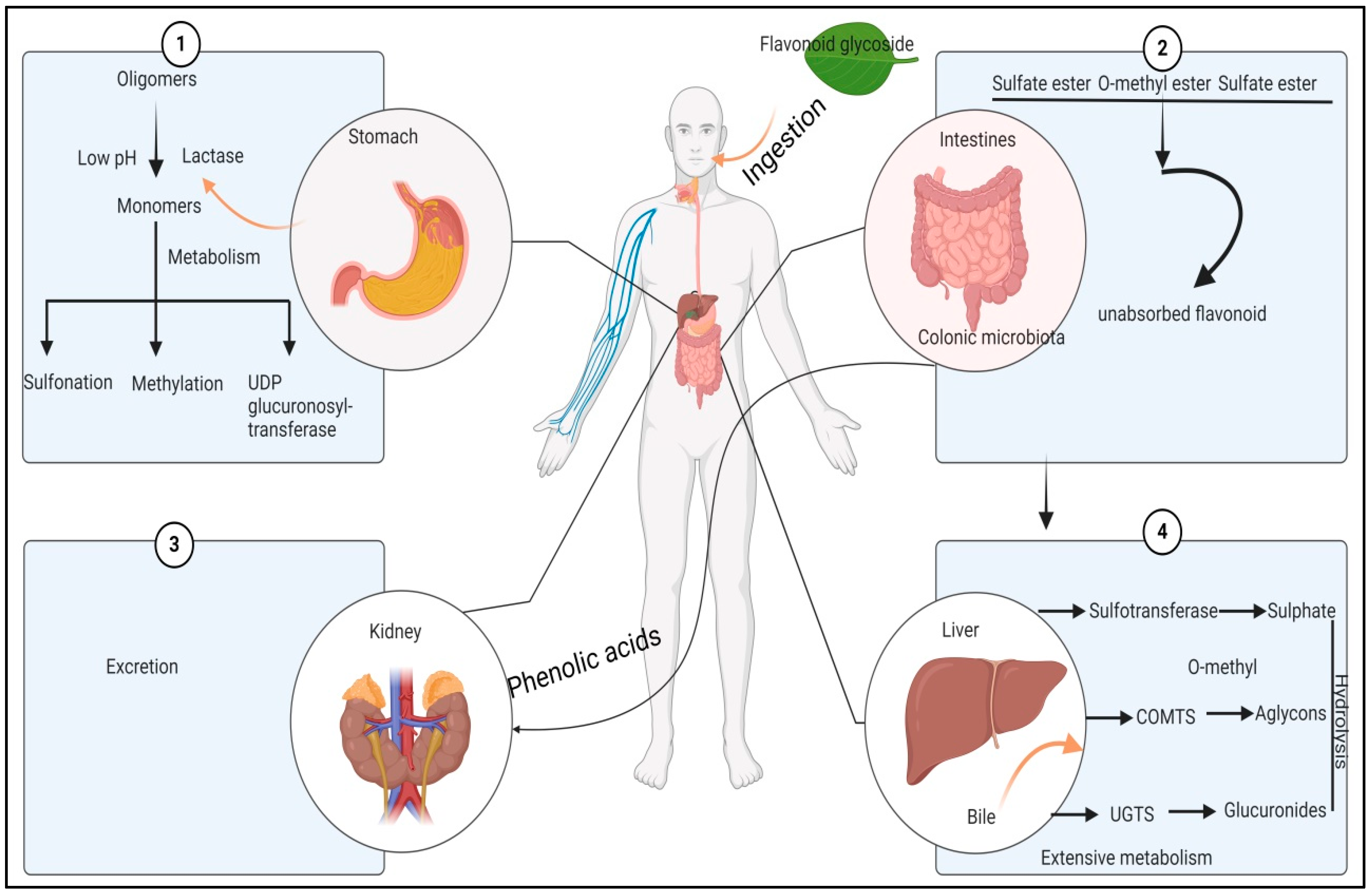 Biology 13 00506 g008