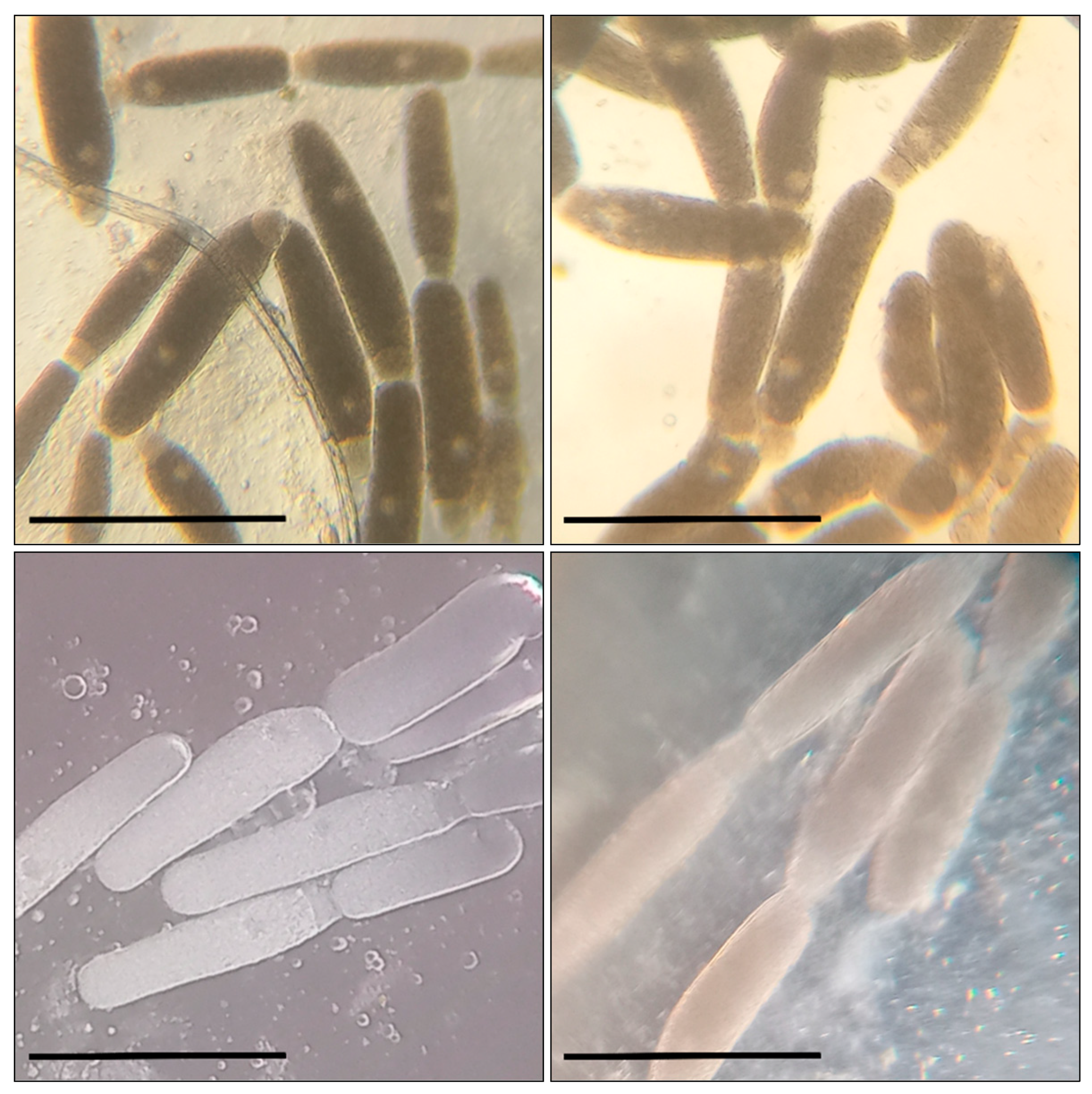Biology 13 00513 g001