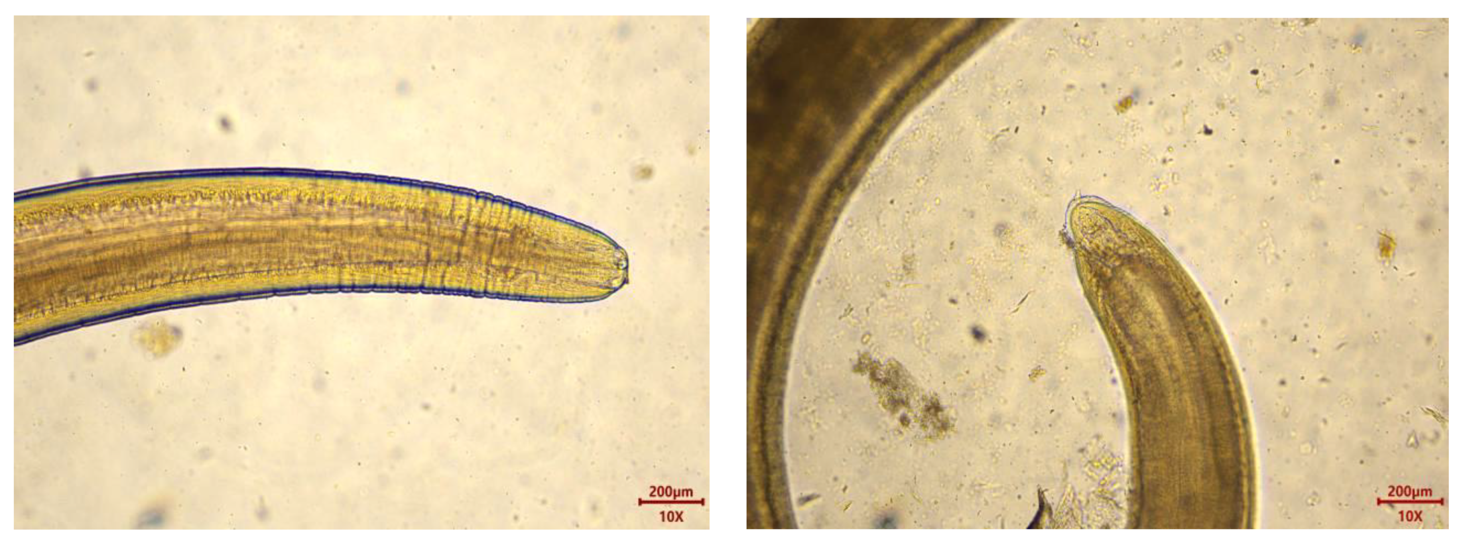 Biology 13 00515 g002