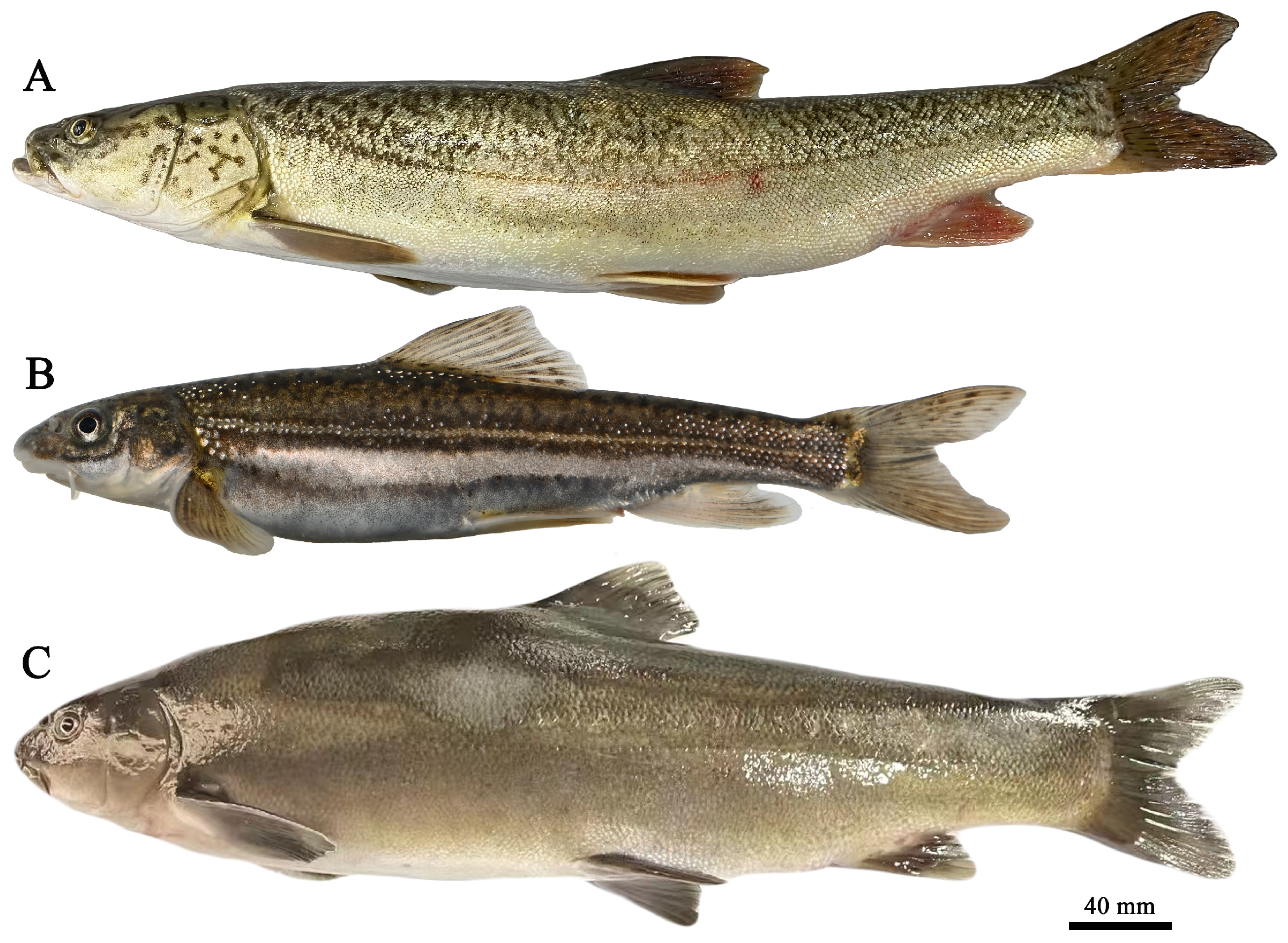 Biology 13 00517 g002