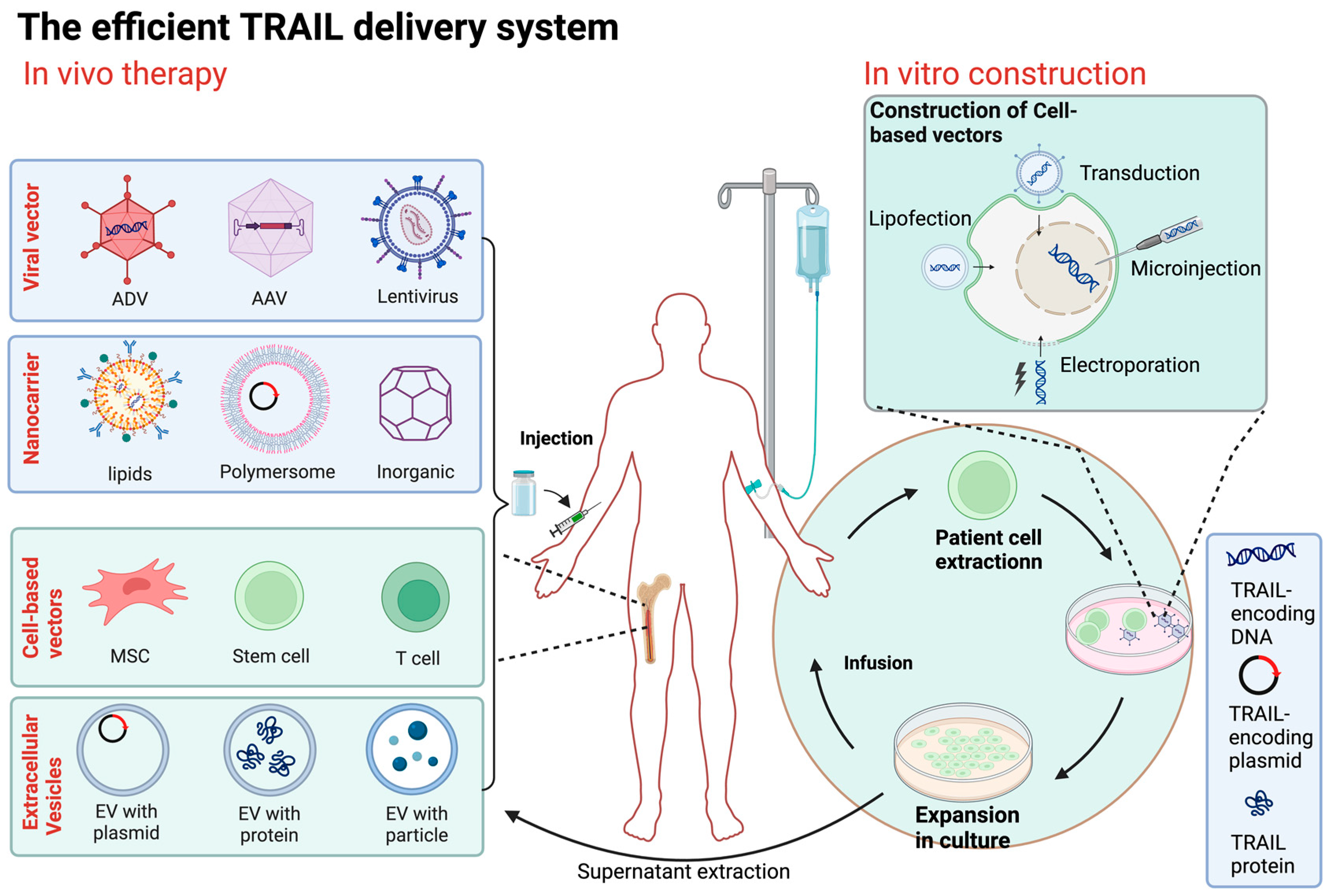 Biology 13 00521 g003