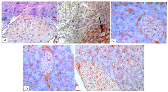 Biology 13 00527 i001