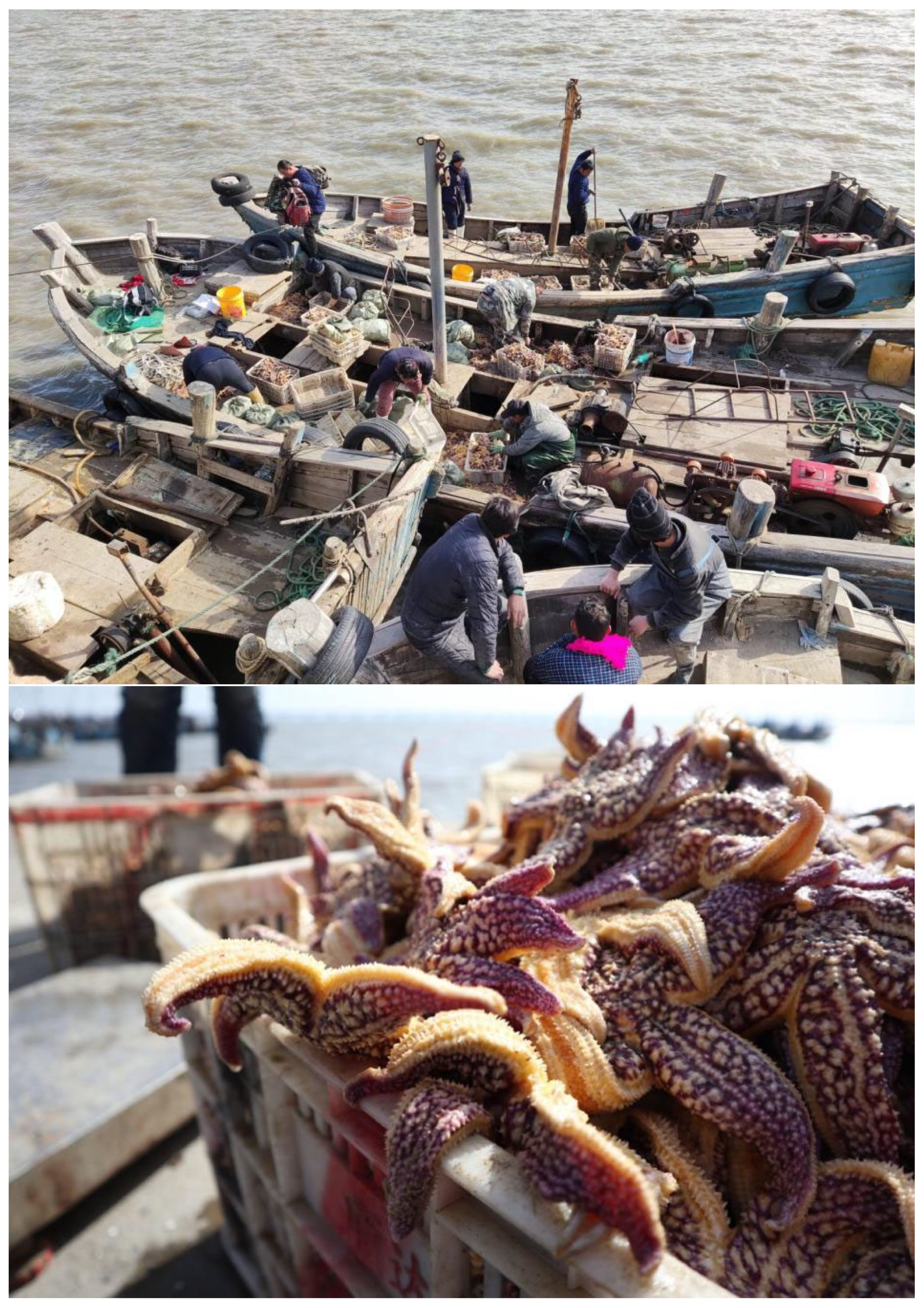 Biology 13 00537 g001