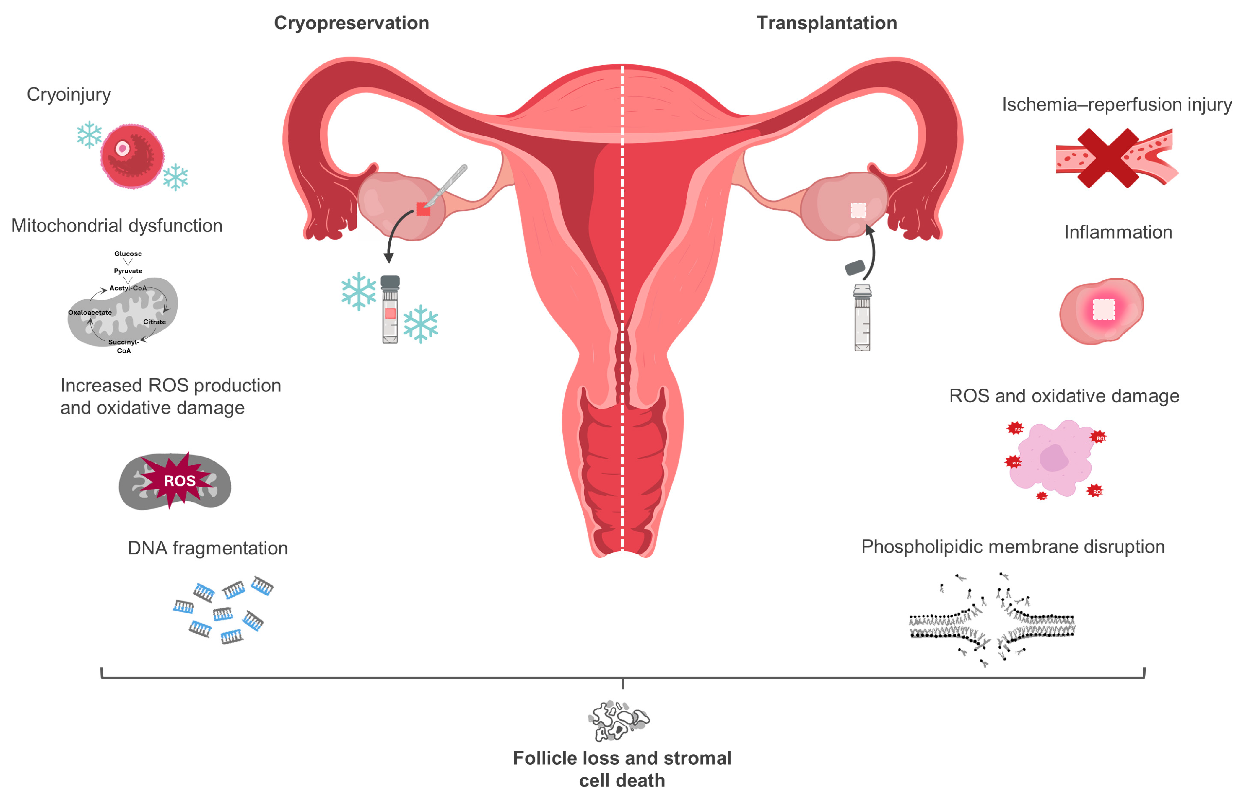 Biology 13 00542 g002