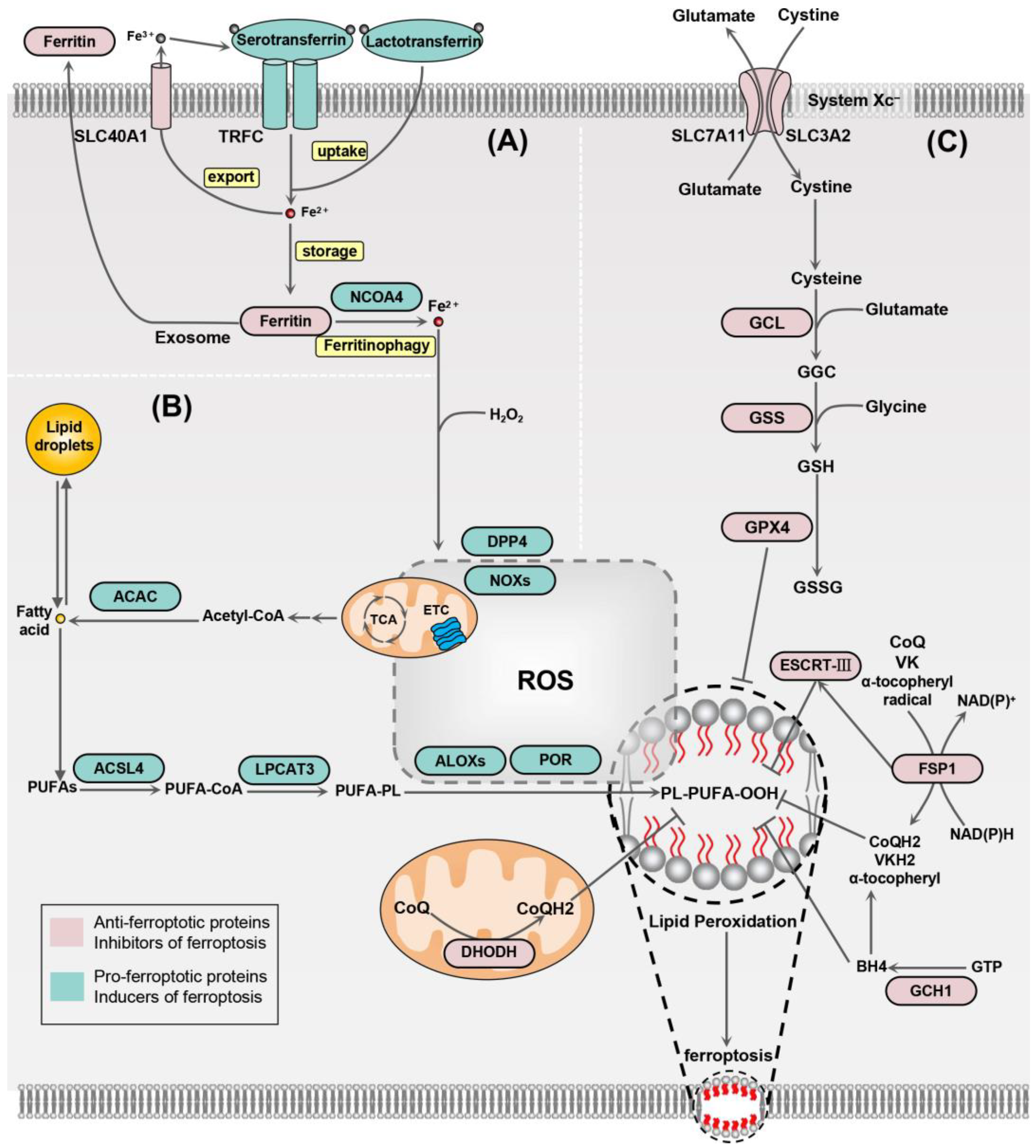 Biology 13 00543 g001