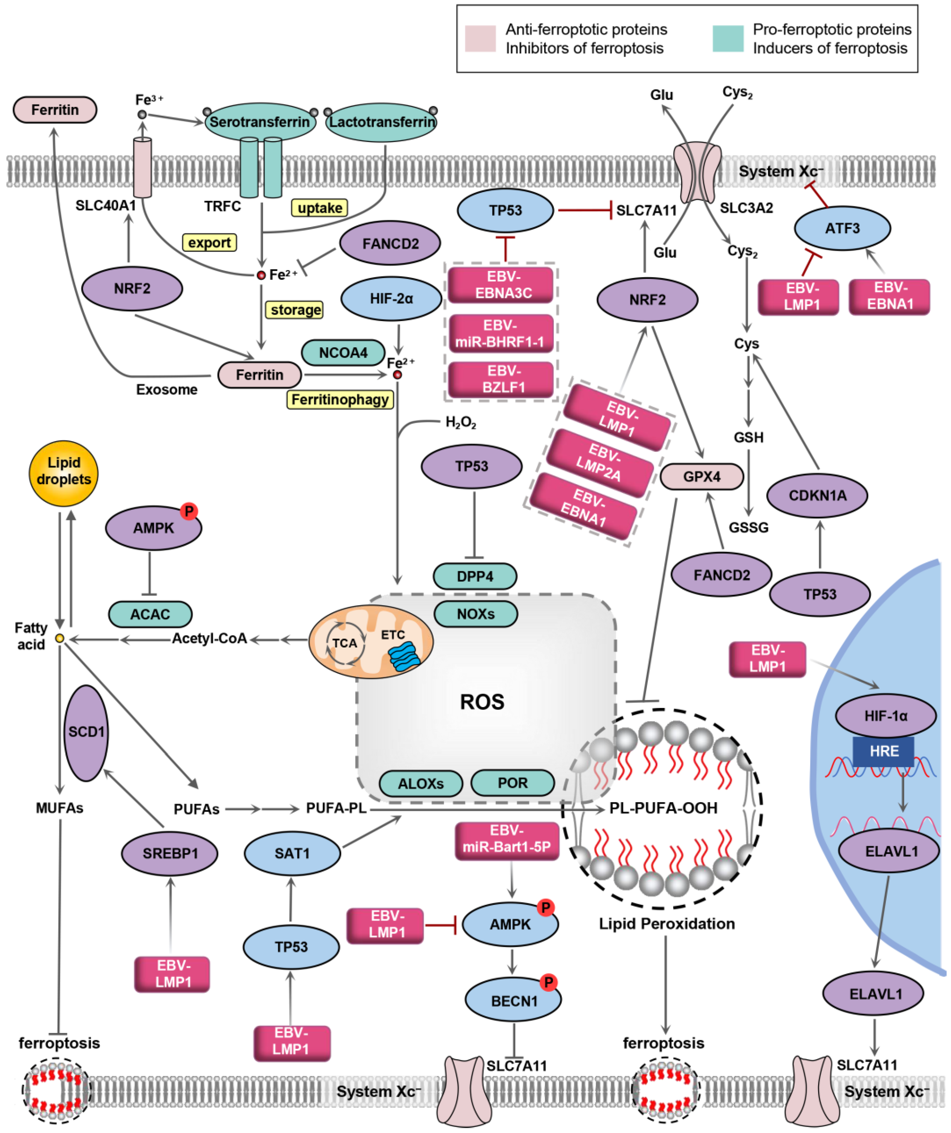 Biology 13 00543 g002