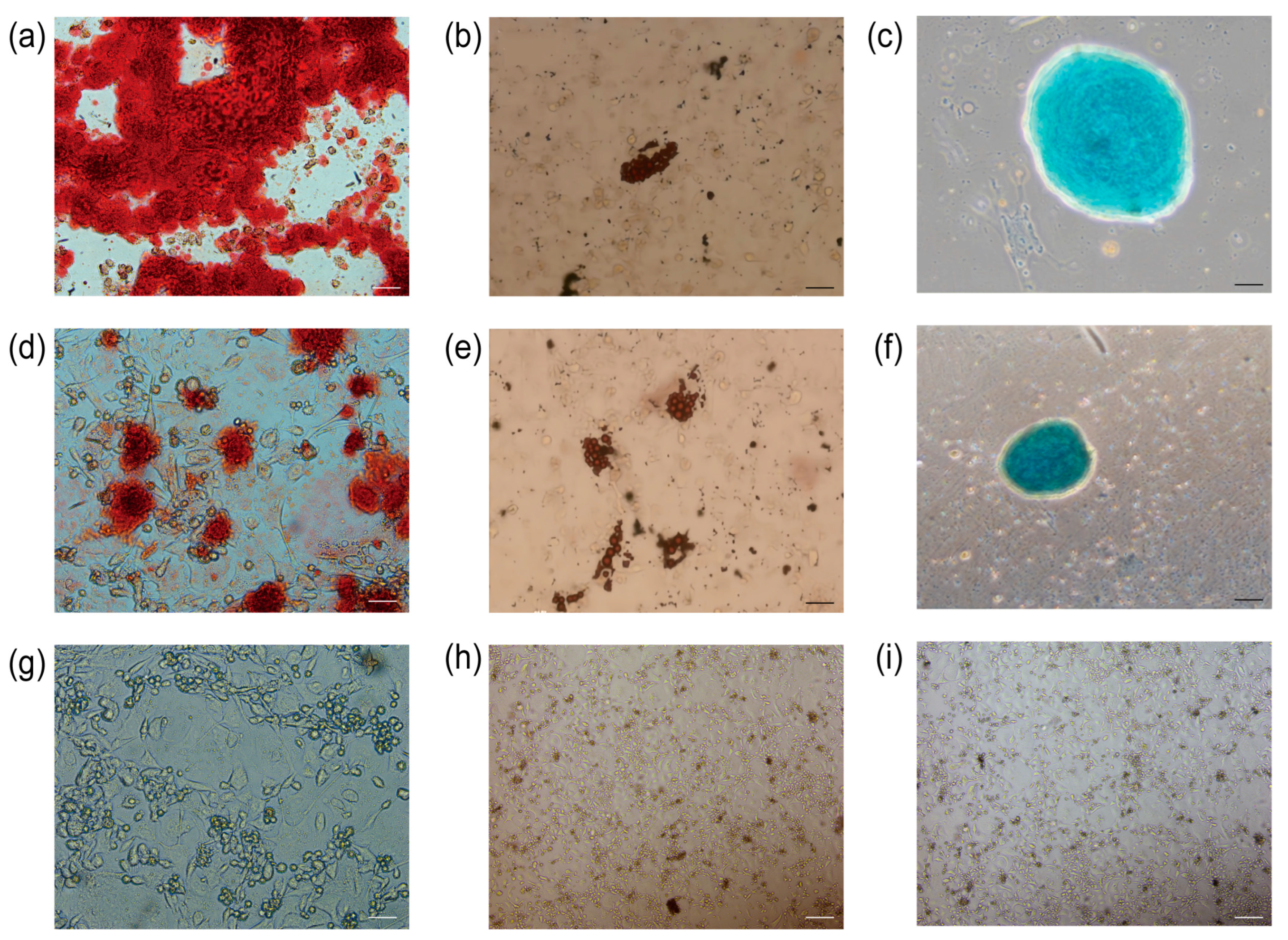 Biology 13 00551 g008