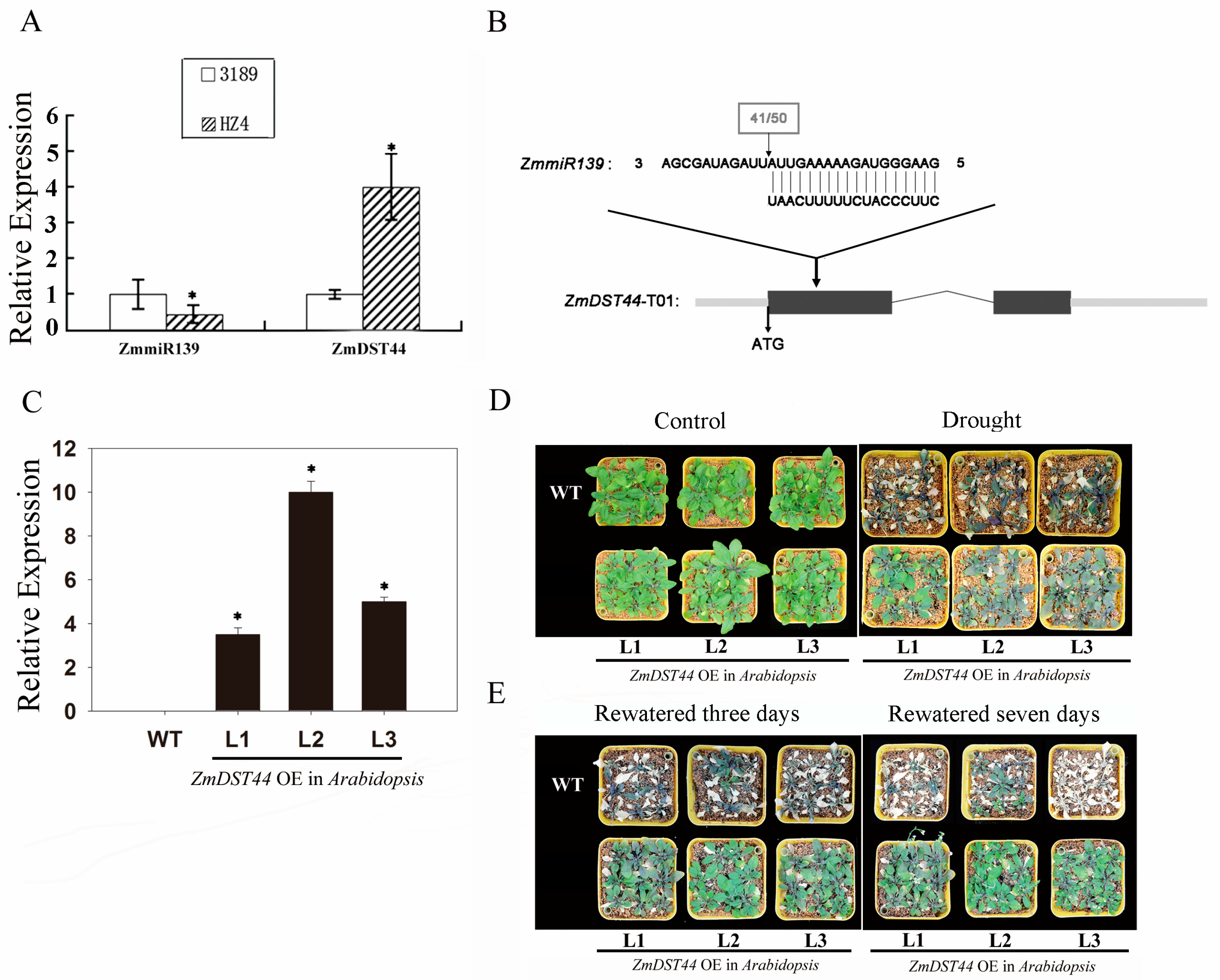 Biology 13 00552 g001